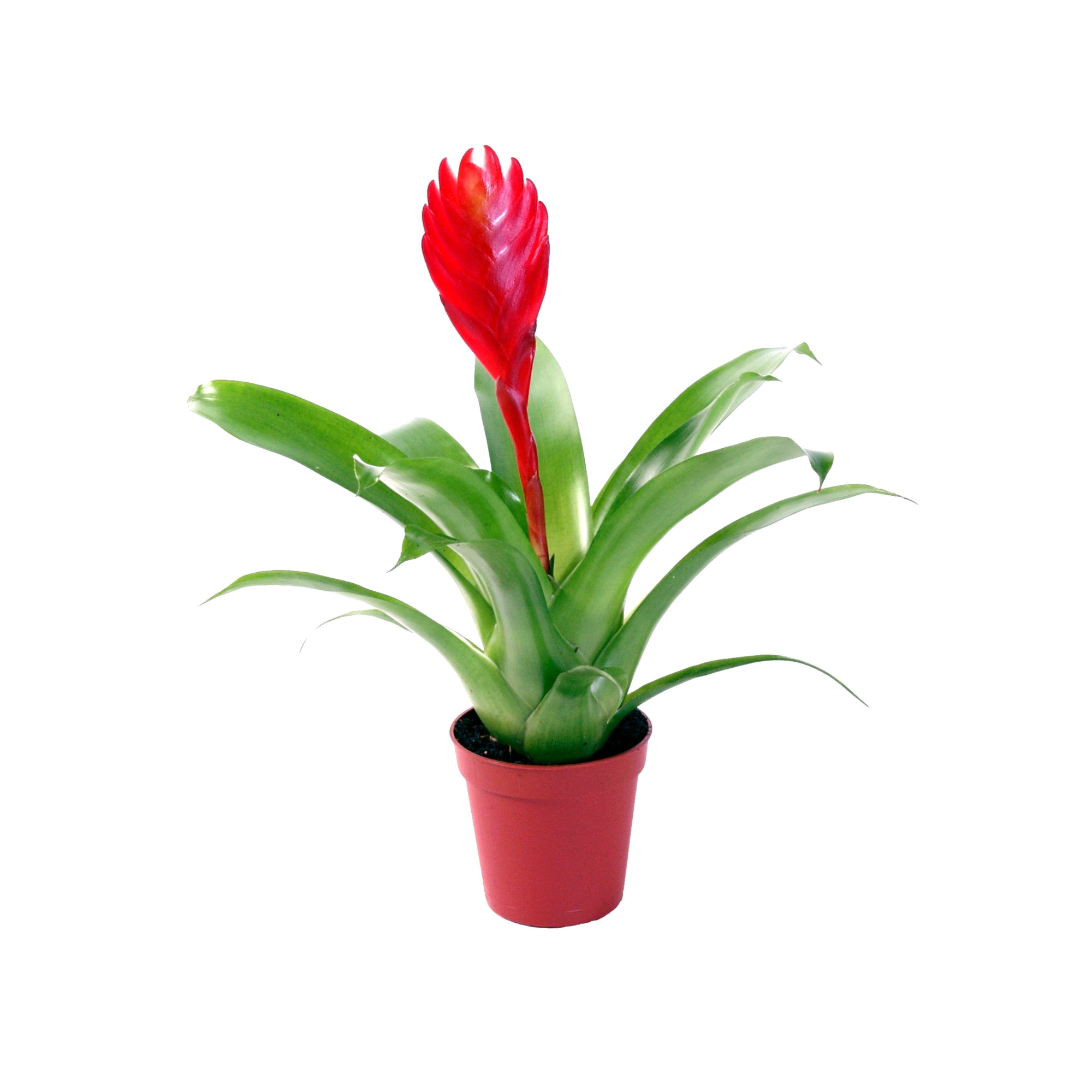 Vriesea Christiane, D 5,5 cm