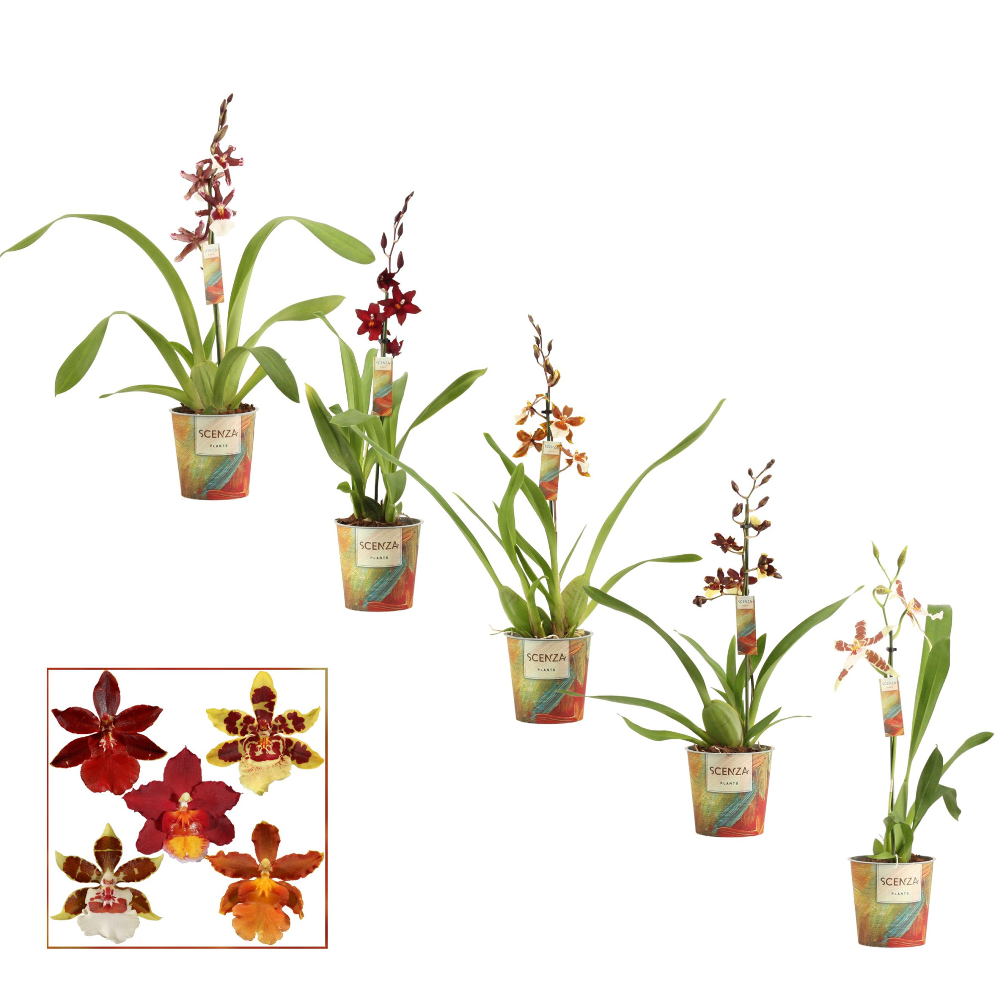 Cambria 1 tak mix kort (Scenza), D 12 cm