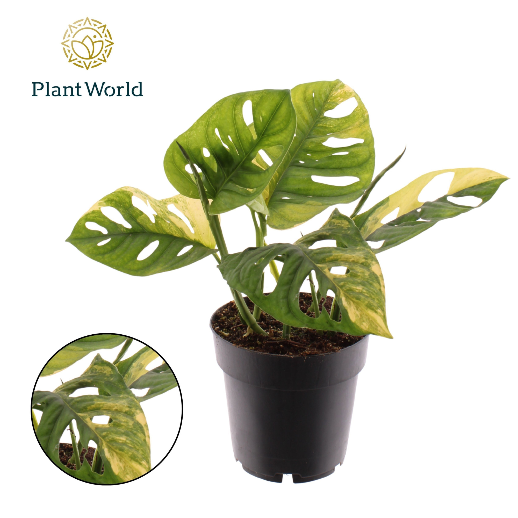 Monstera Variegated Aurea, D 14