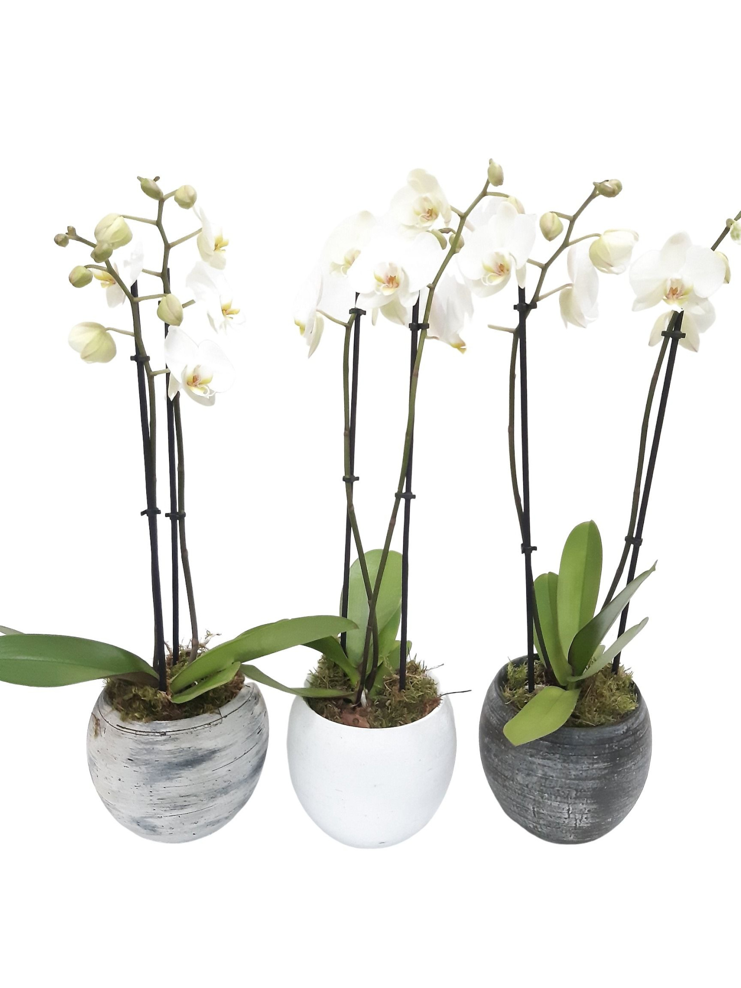 VMX16PHA Bolpot Mix D16cm Phal 18+, D 16 cm