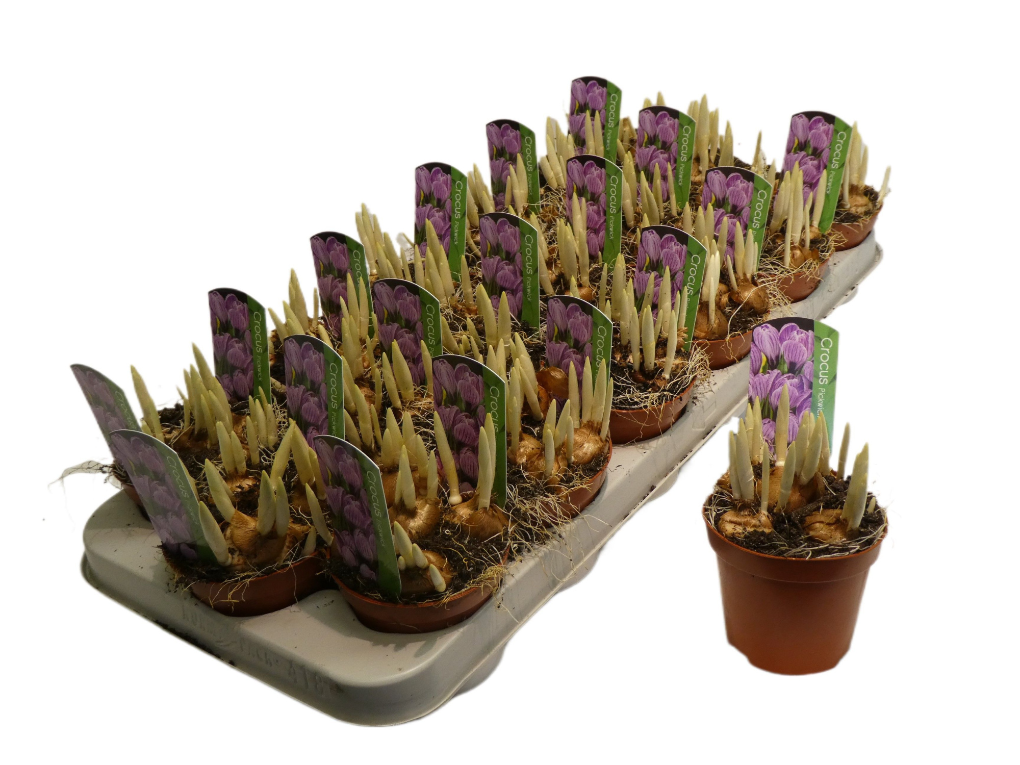 Crocus vernus 'Pickwick', D 9