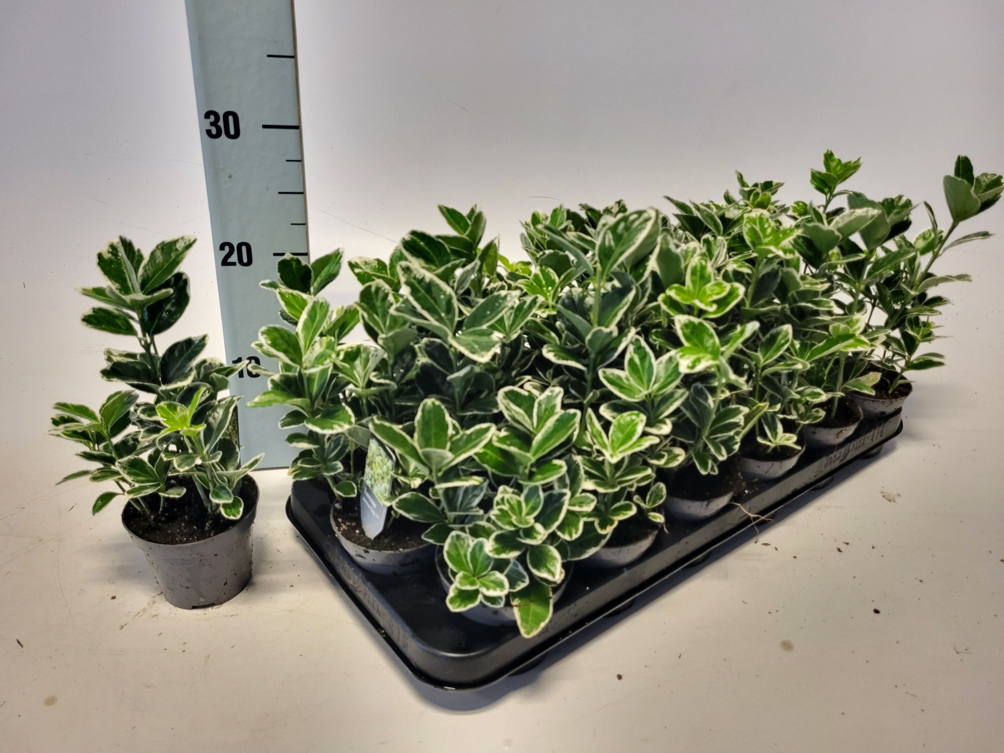 Euonymus jap. Kathy 9 cm, D 9 cm