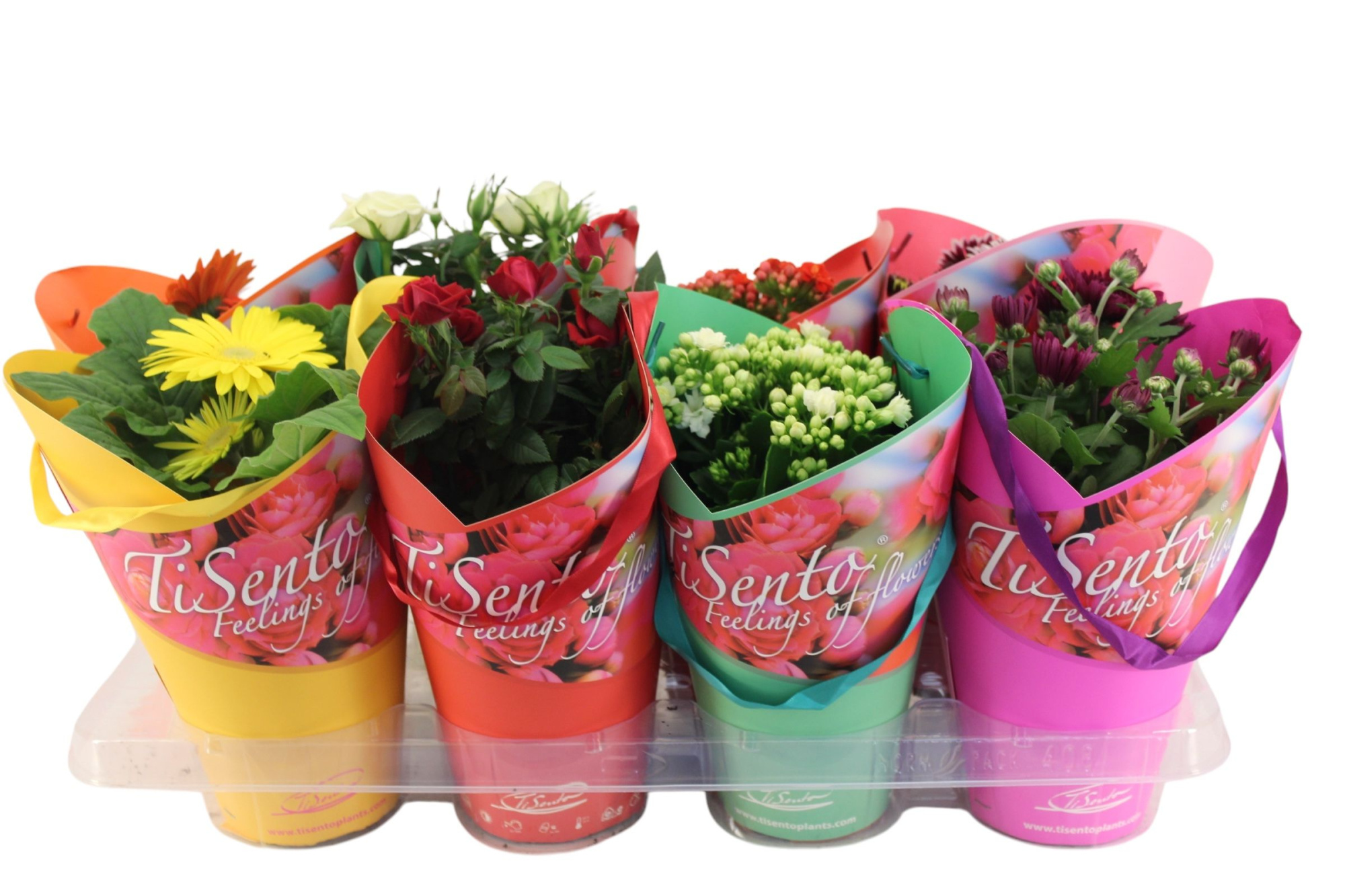 Bloeimix 12 cm | Moederdag | Mix | Stacy tasje, D 12