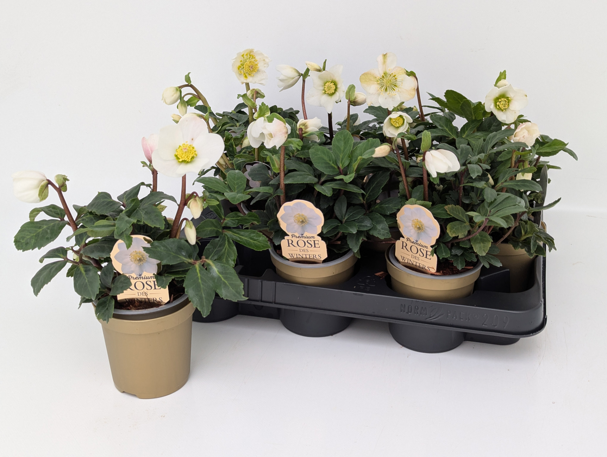 Helleborus Christmas Carol T9 Premium Sortierung im goldenen Topf "Rose des Winters", D 9