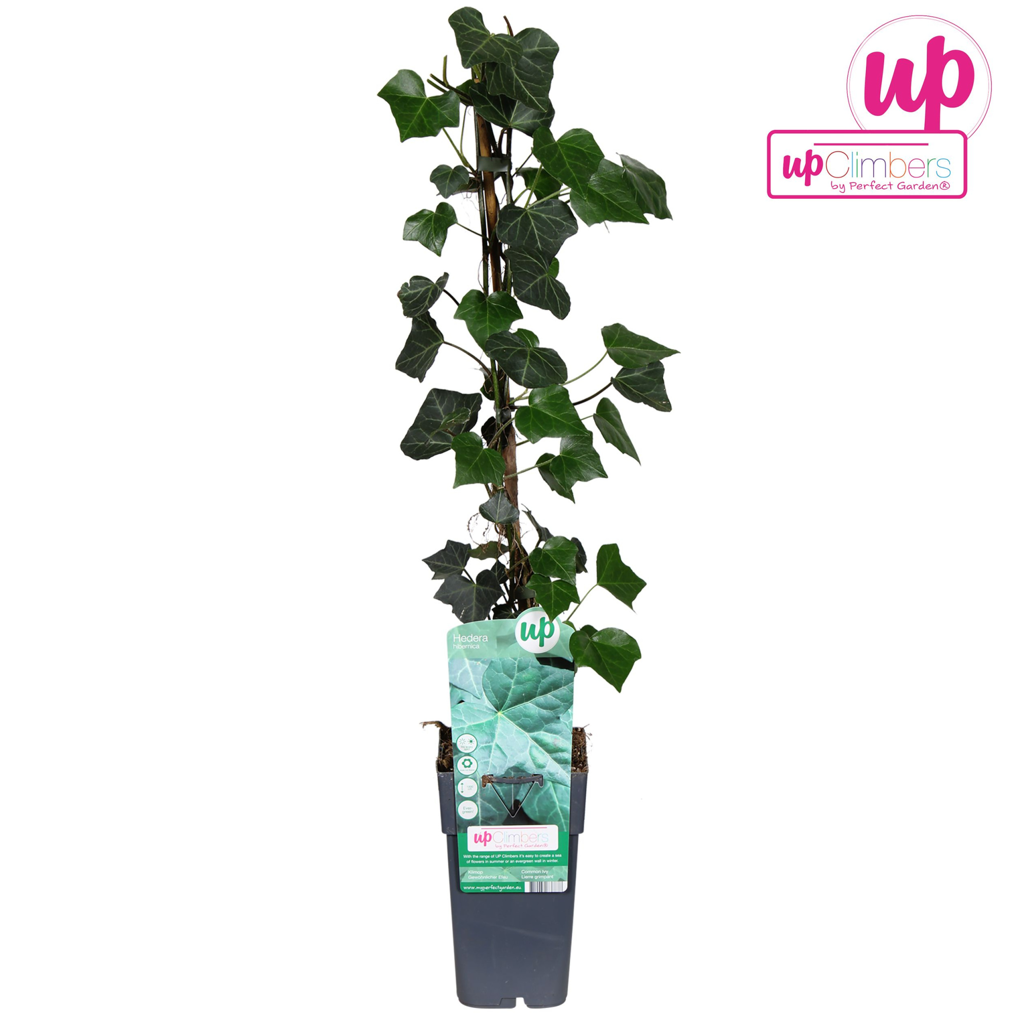 Hedera hibernica P15, D 15 cm