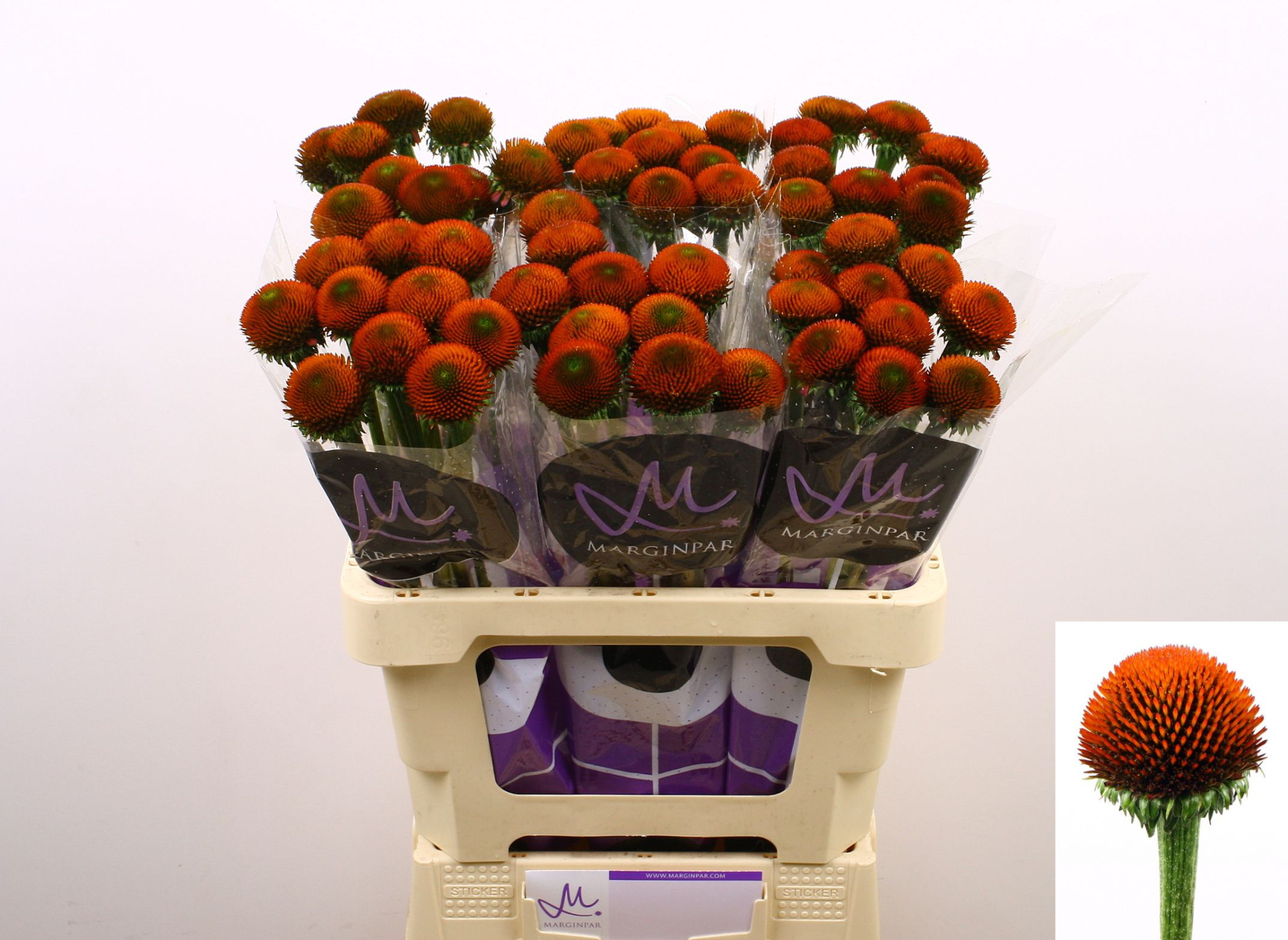 Эхинацея Пурпурея 60, шт.