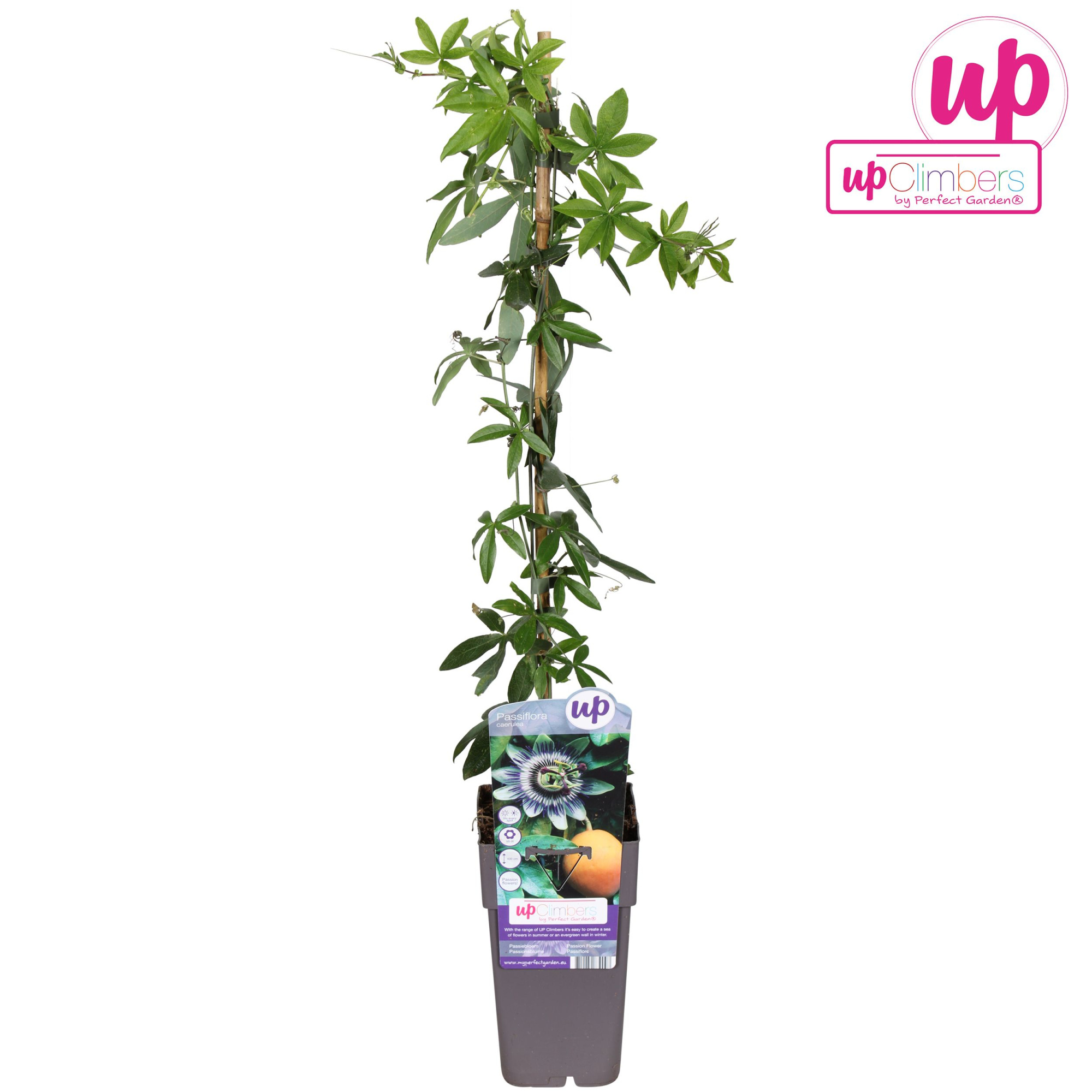 Passiflora caerulea P15, D 15 cm