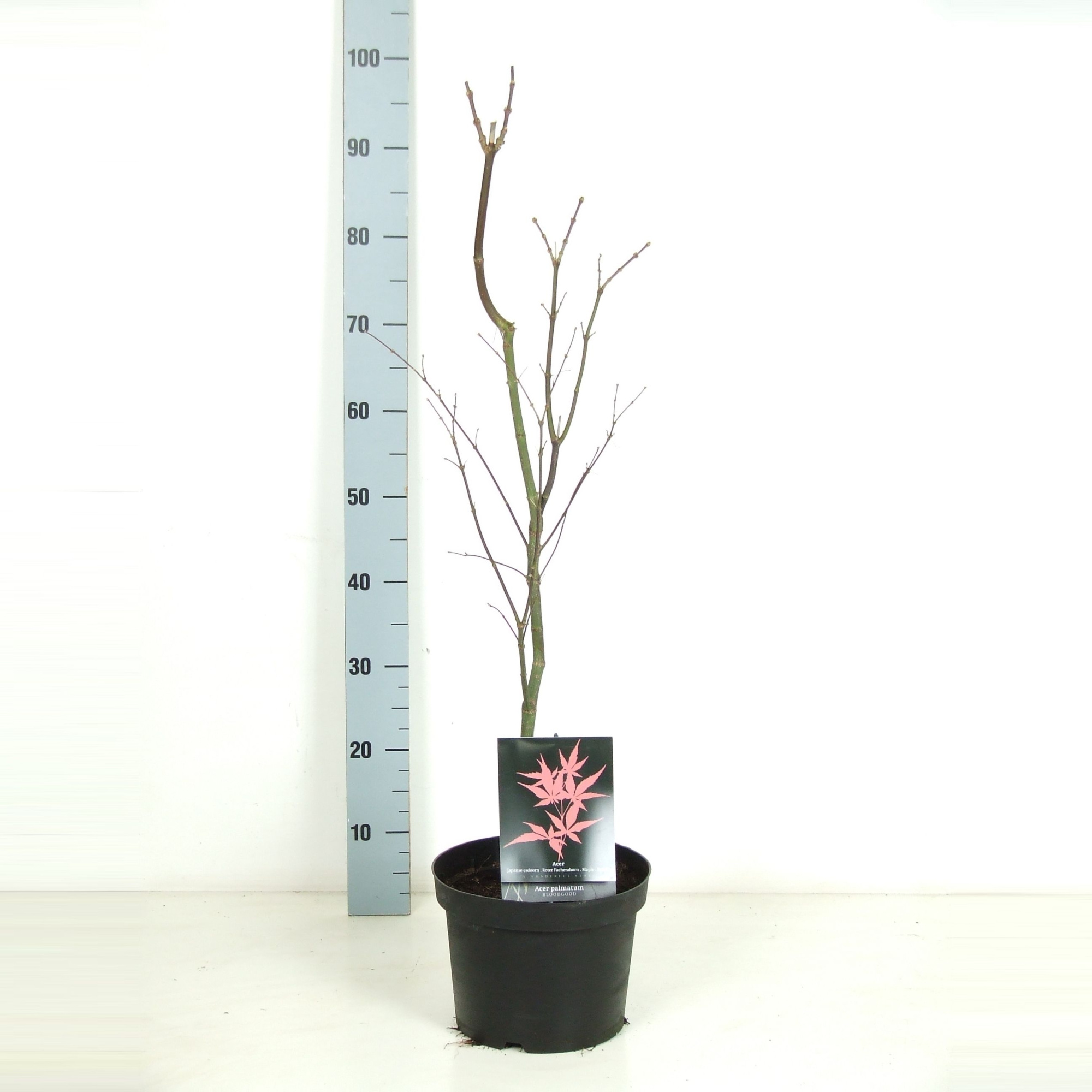 Acer palmatum 'Bloodgood' P23 Full CC, D 23
