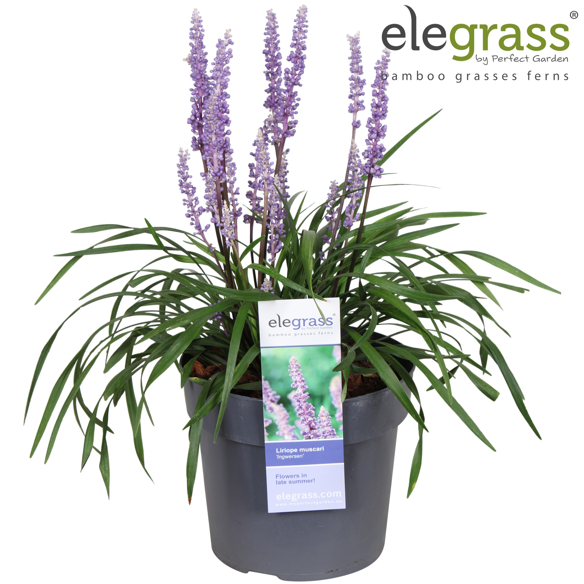 Liriope muscari 'Ingwersen' P19, D 19 cm