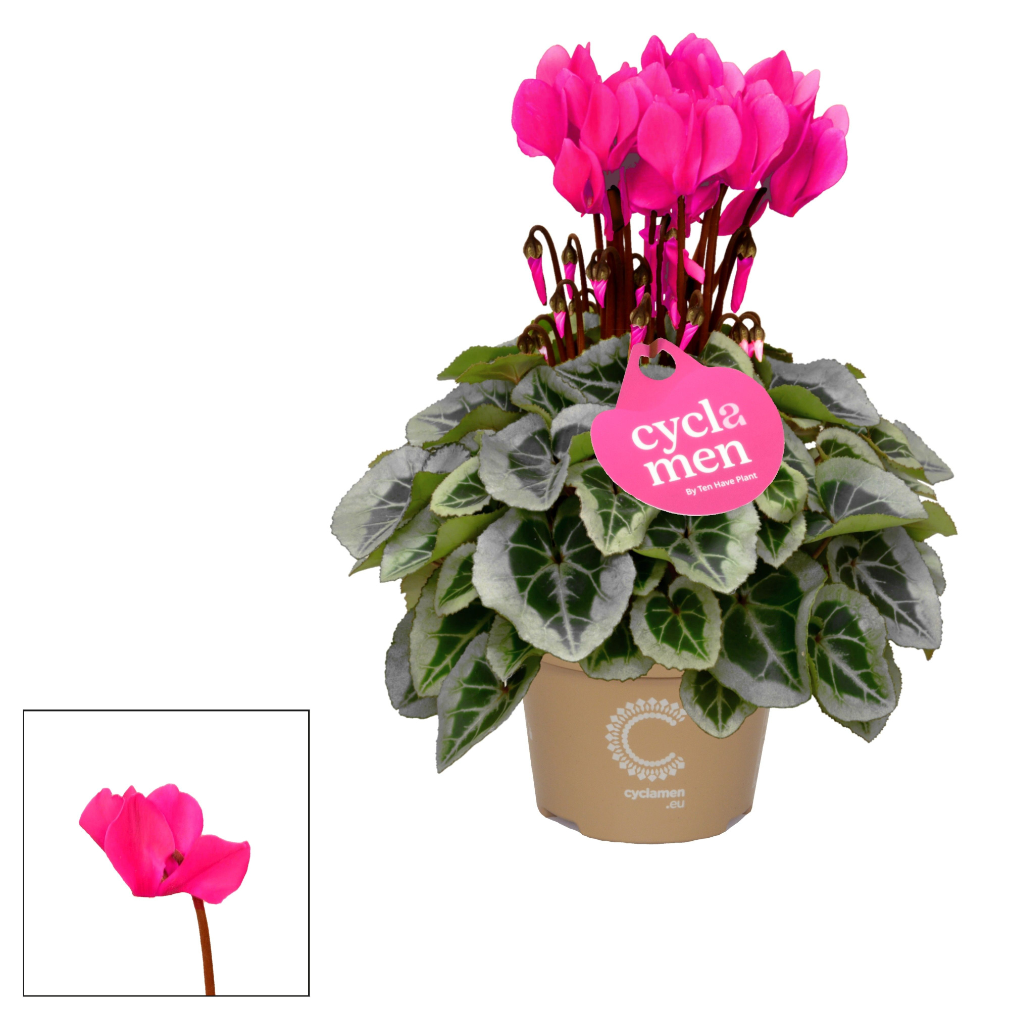 Cyclamen SS Picasso Roze, D 11 cm