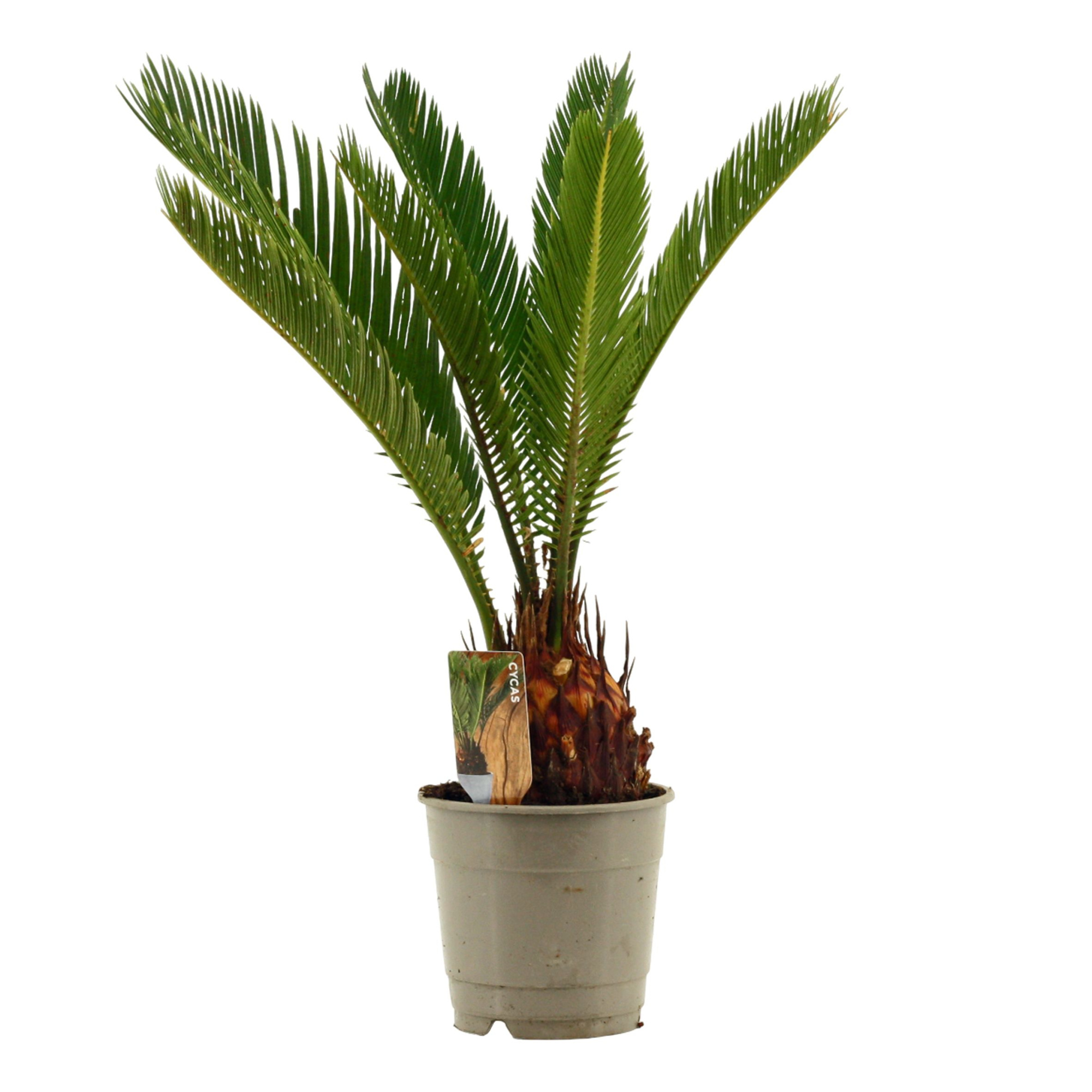 Cycas revoluta A2 12 cm, D 12 cm