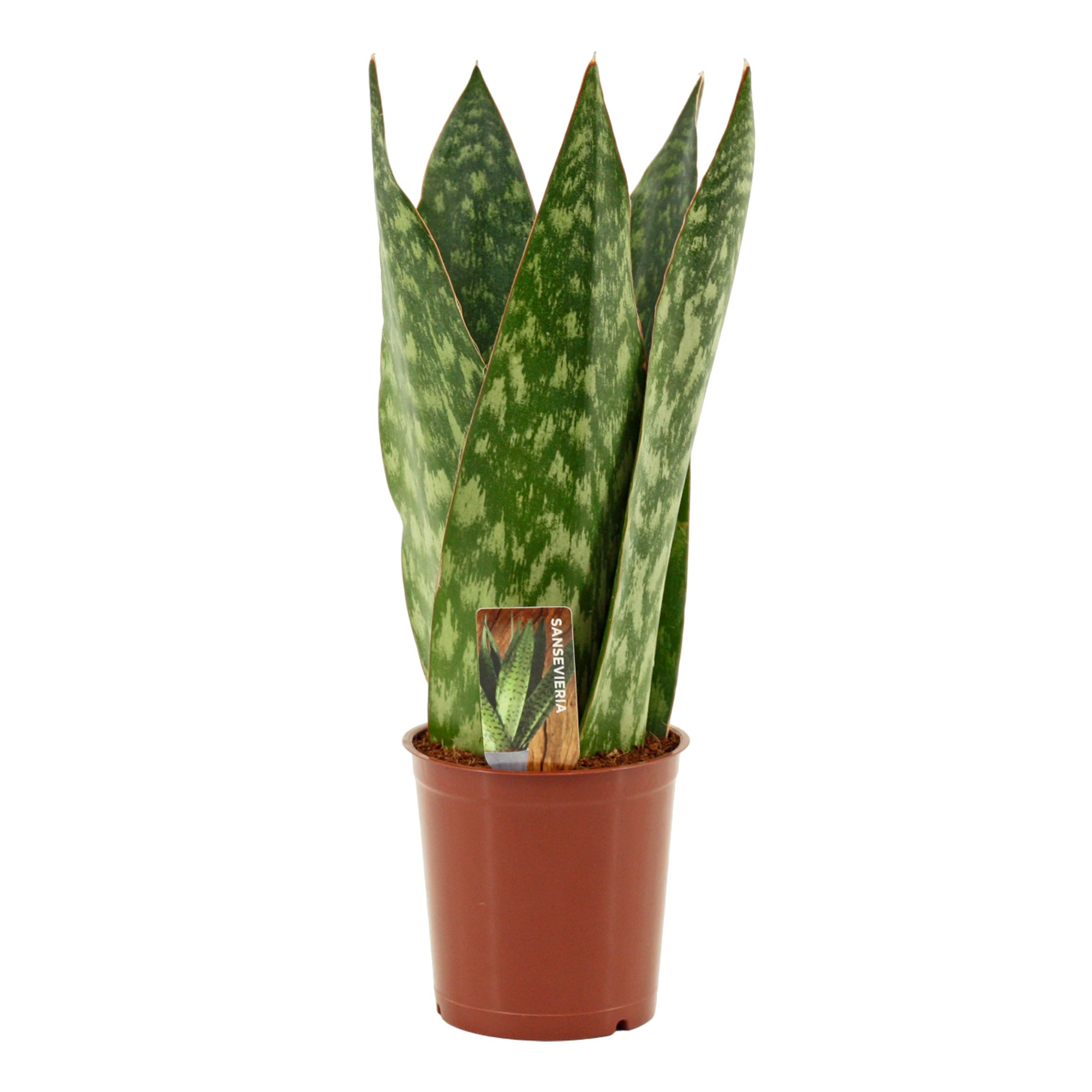 Sansevieria Jamaiquina Queen 12 cm, D 12