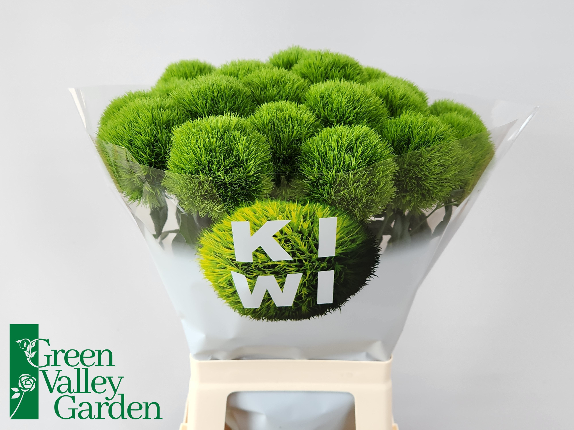 Диантус Барбатус Киви Меллоу 35, шт.