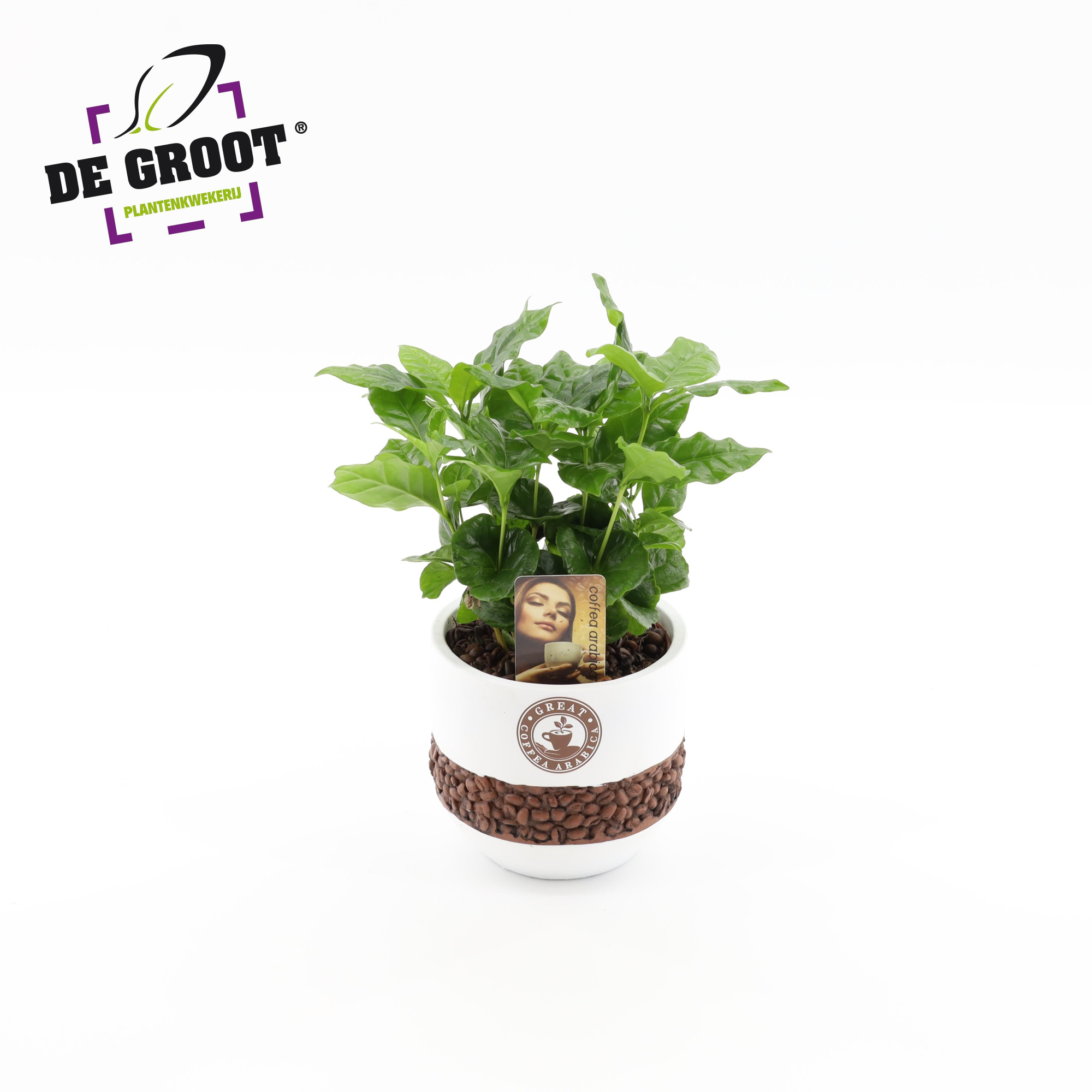 Coffea in bonenpot, D 12 cm