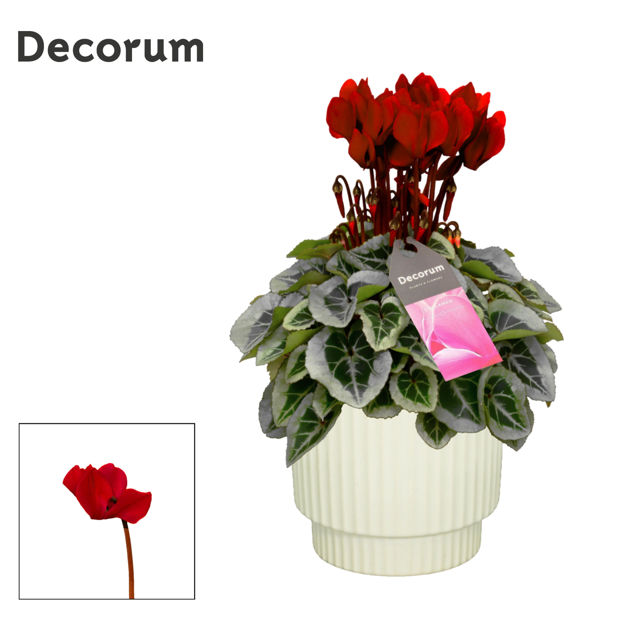 Cyclamen SS Picasso Wijnrood in Ivy Ceramics, D 15 cm