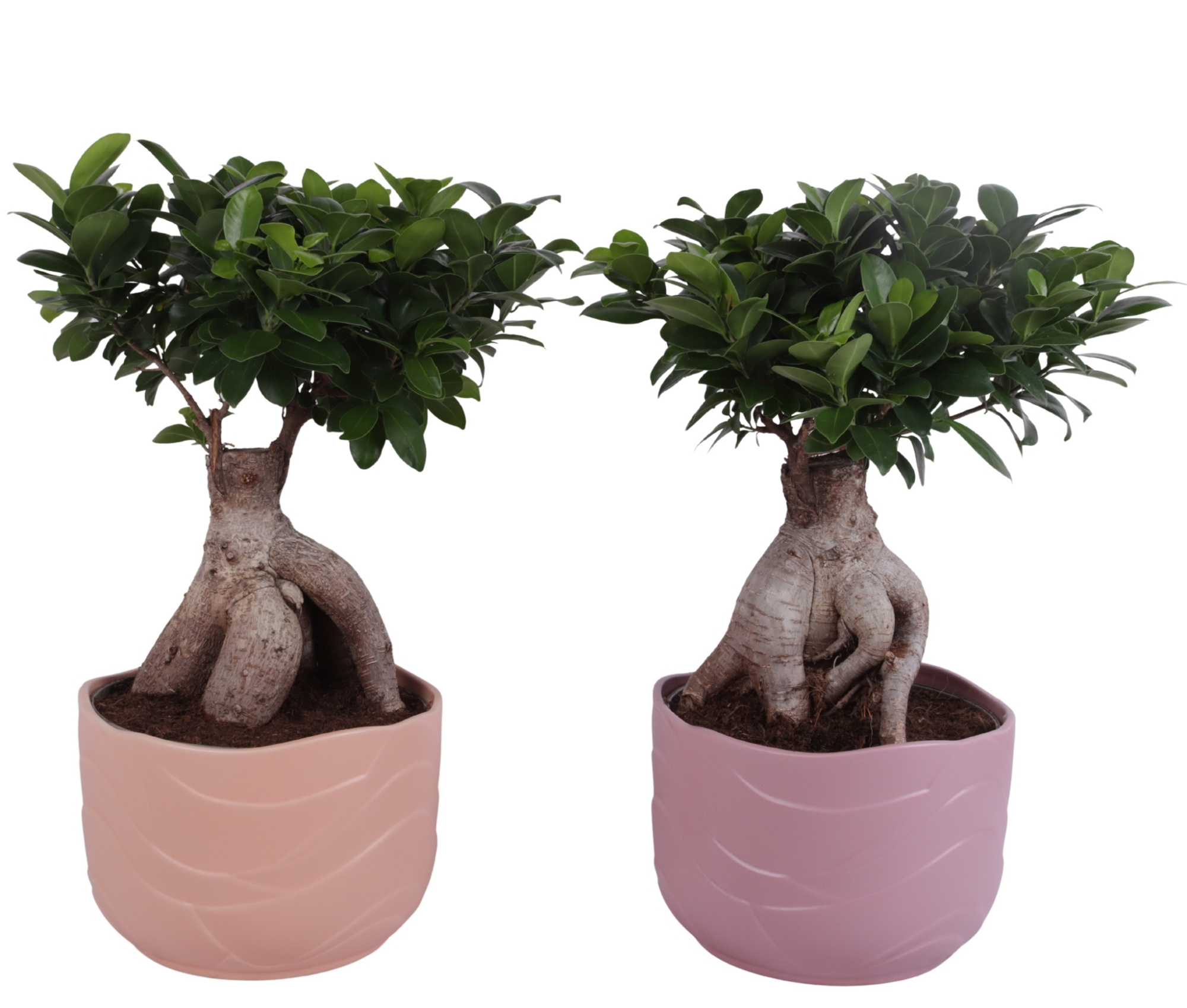Ficus m. Ginseng Ball Shape Ø22cm in Ø24cm Ceramic SE660, D 24