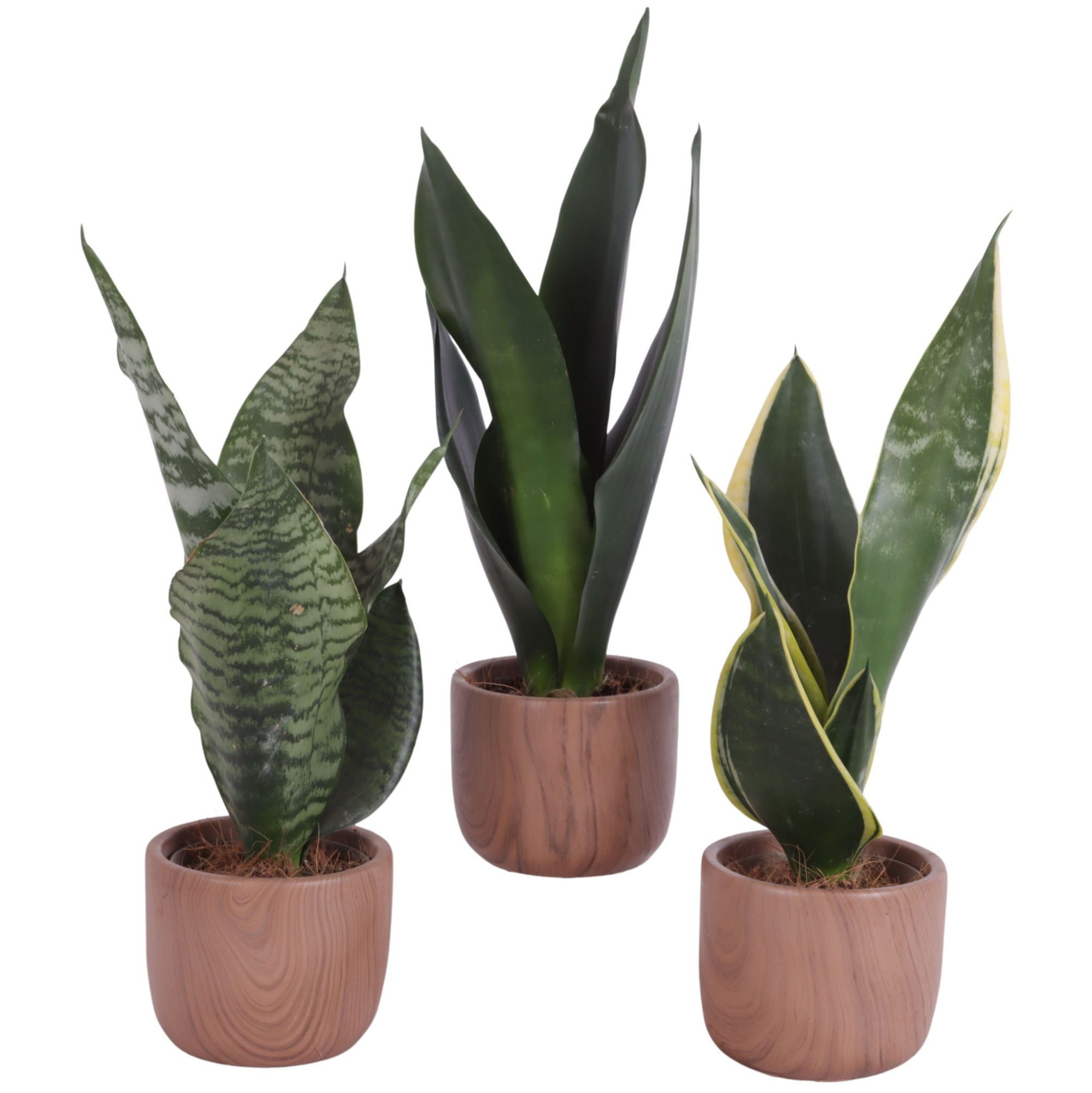 Sansevieria mix Ø09cm in Ø10cm Ceramic NT565, D 12 cm