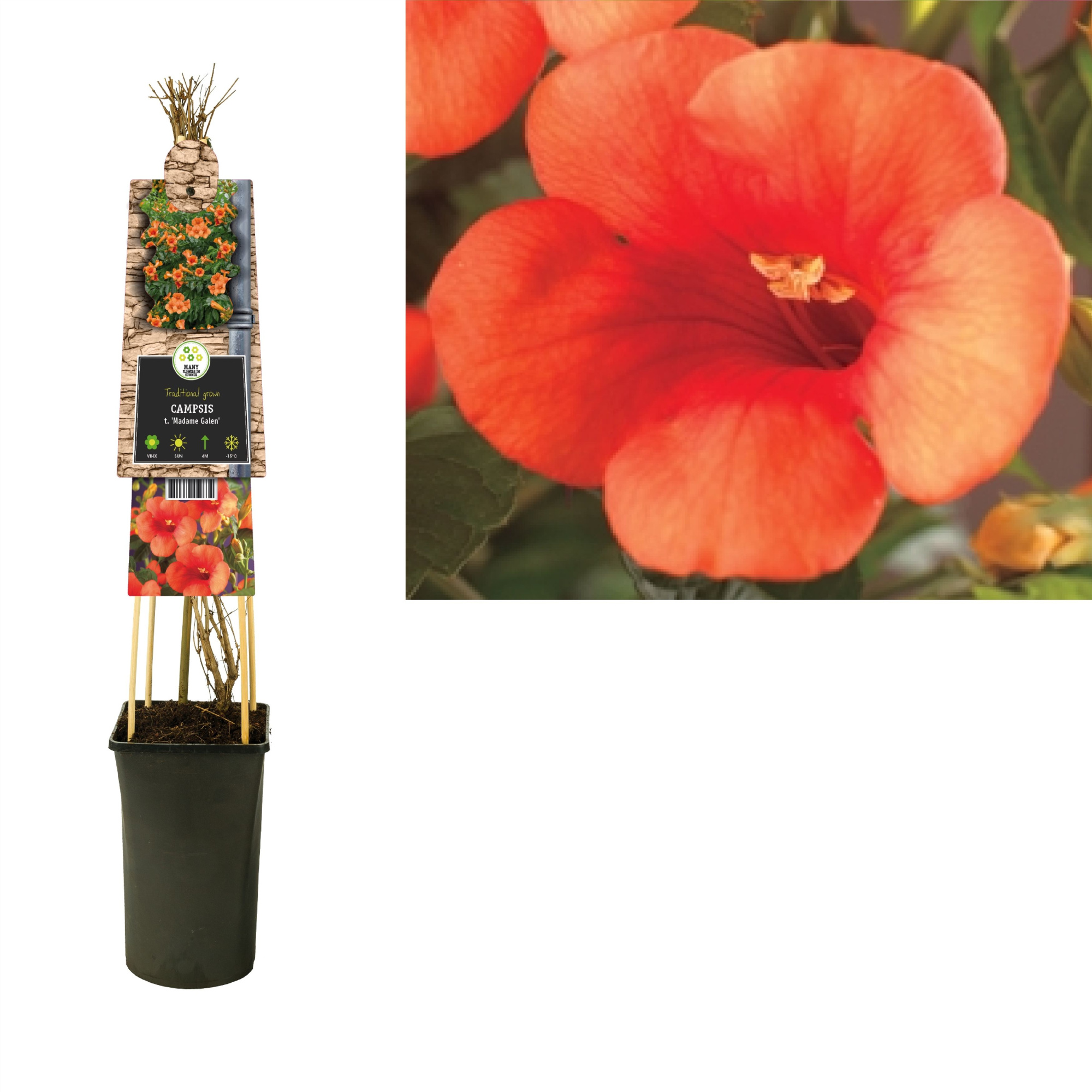 Campsis t. 'Madame Galen' +3.0 label, D 17 cm