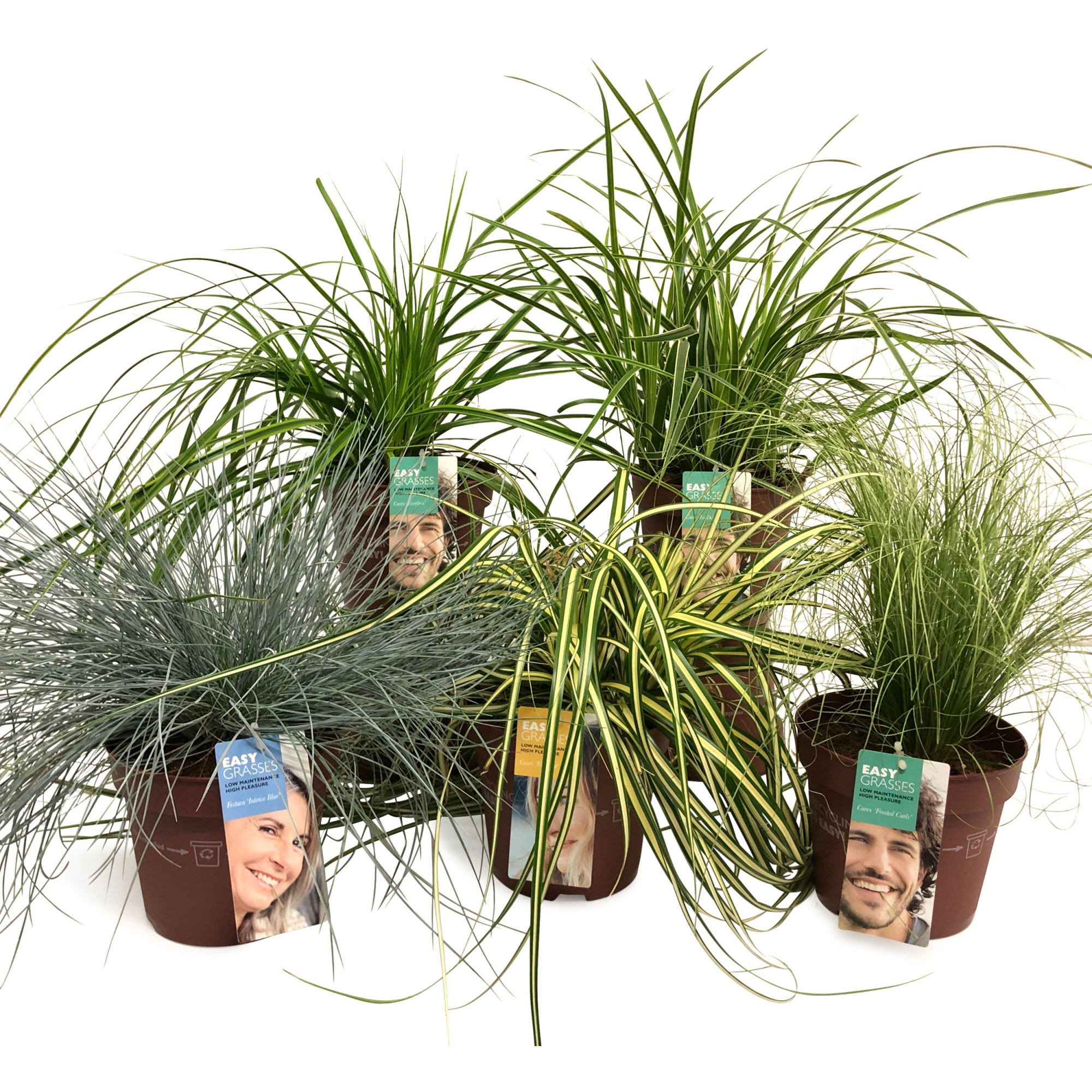 Siergrassenmix, D 17