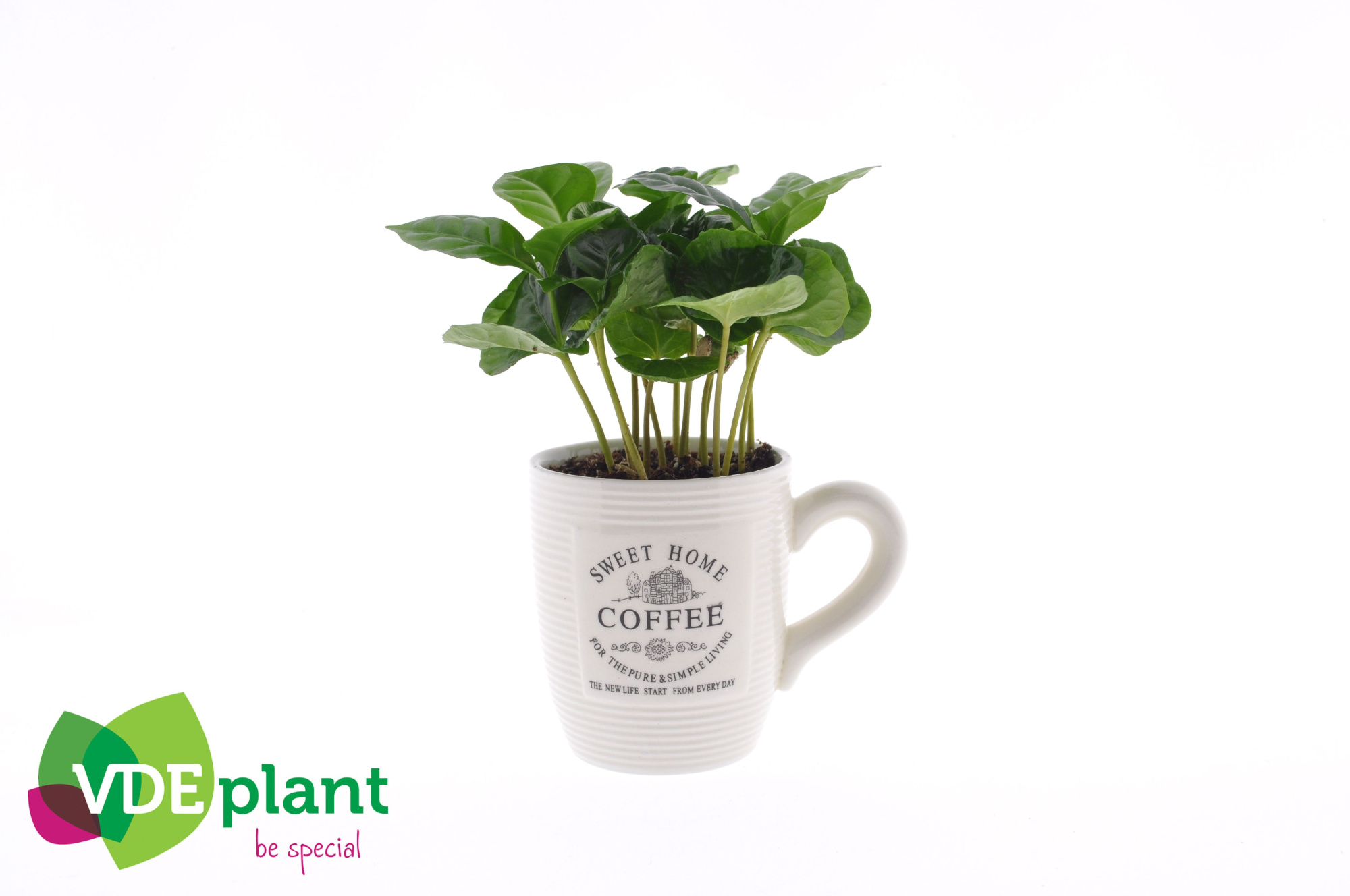 Coffea in Koffiemok wit, D 9 cm