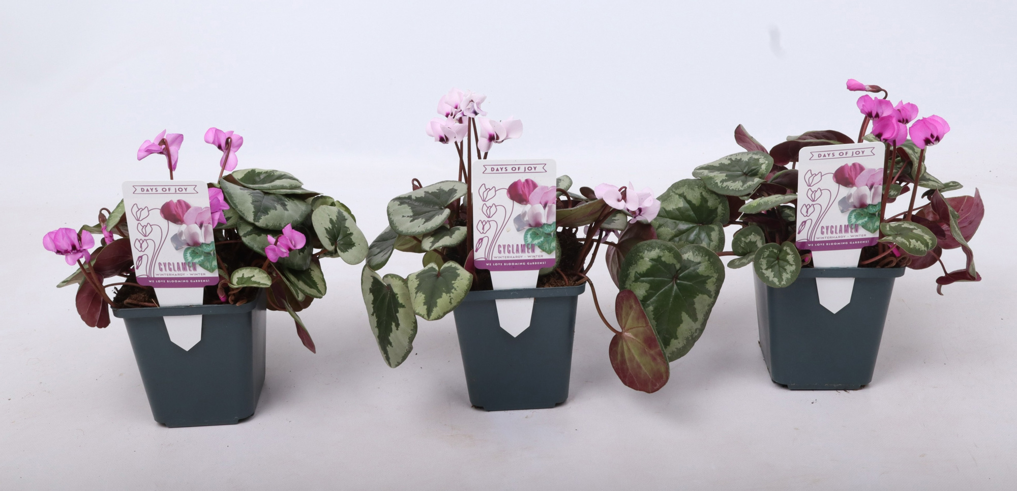 Cyclamen Outsider 9 cm, D 9