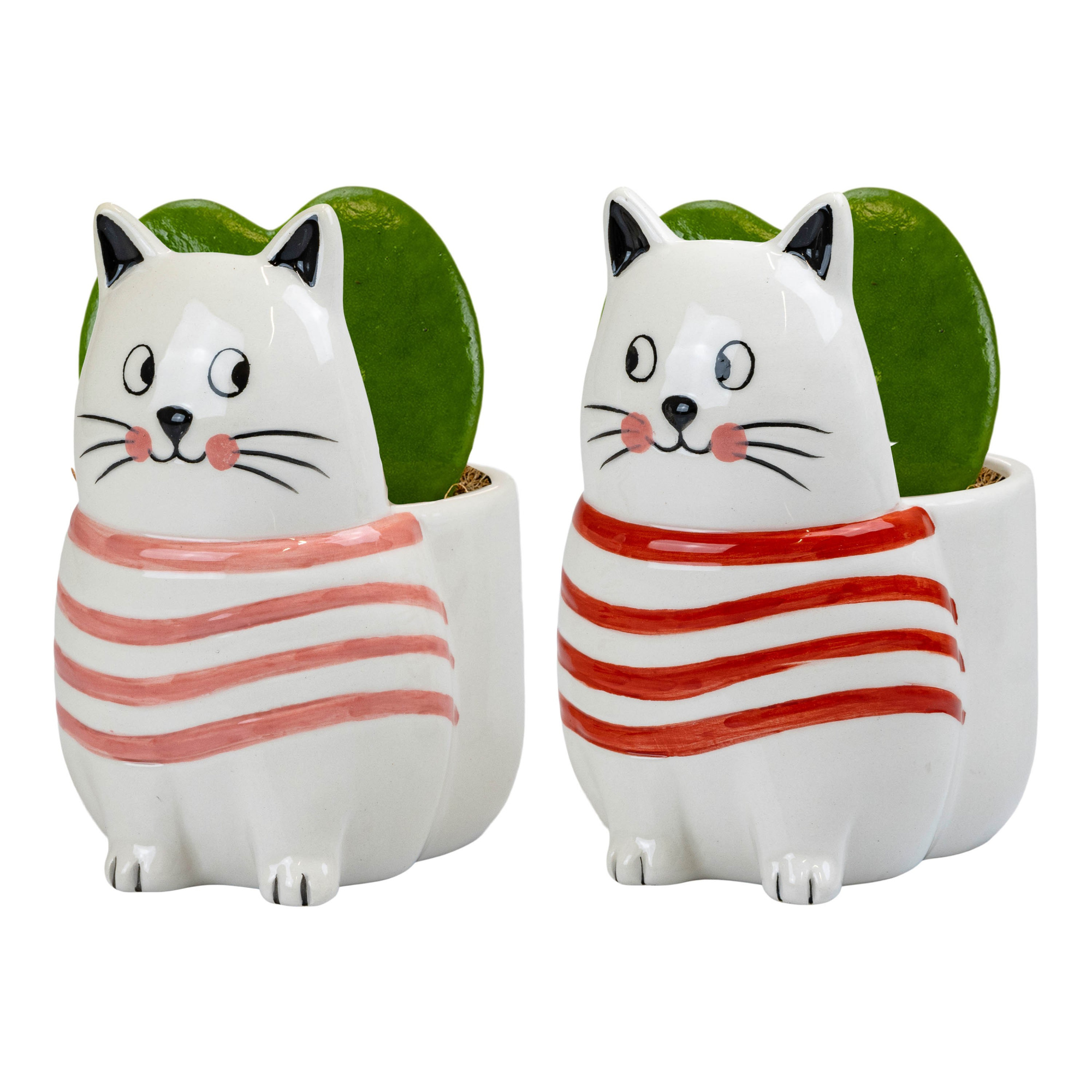 Purrfect Love with Hoya Kerrii, D 6