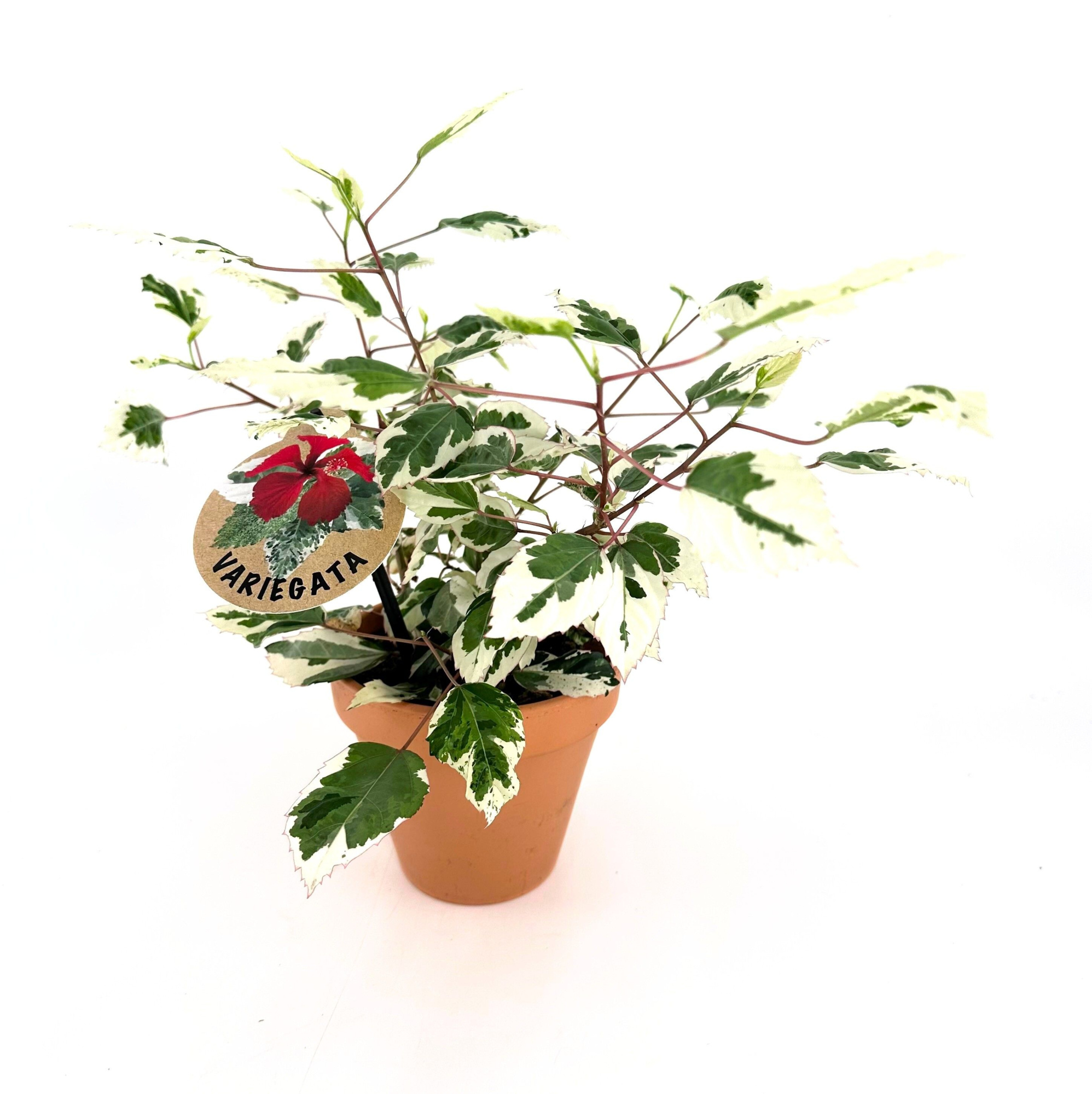 Hibiscus Variegata w/claypot, D 13 cm