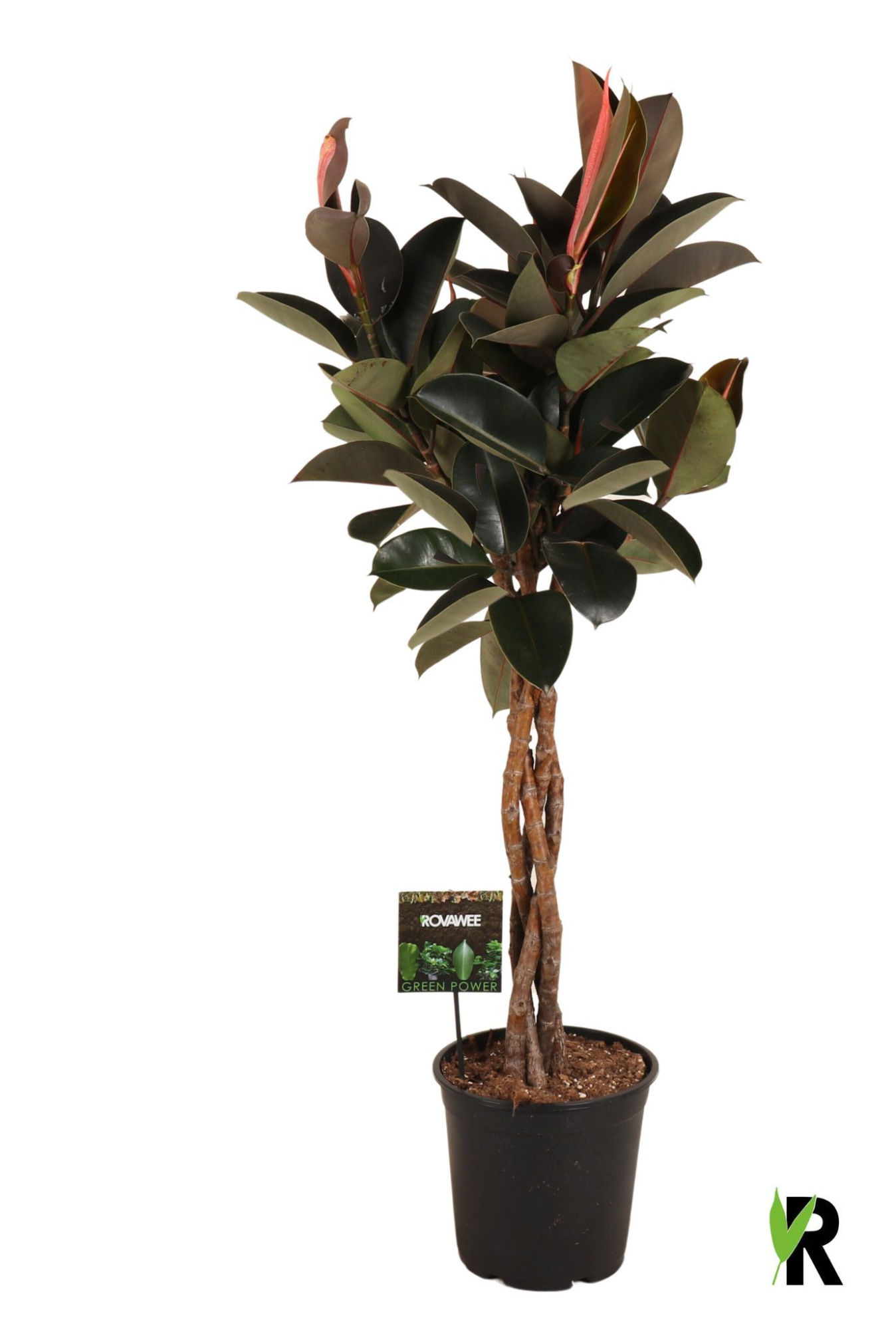 Ficus elastica Burgundy gevlochten stam, D 27