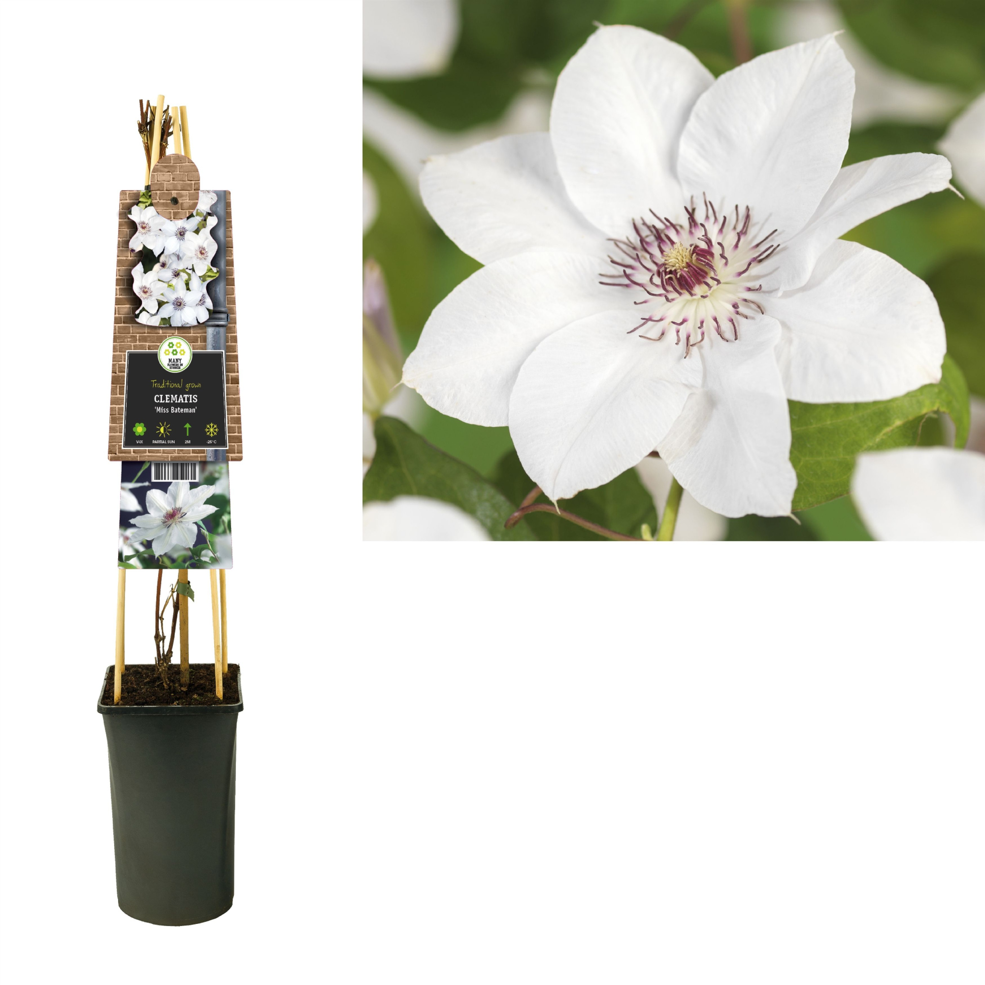 Clematis 'Miss Bateman' +3.0 label, D 17 cm