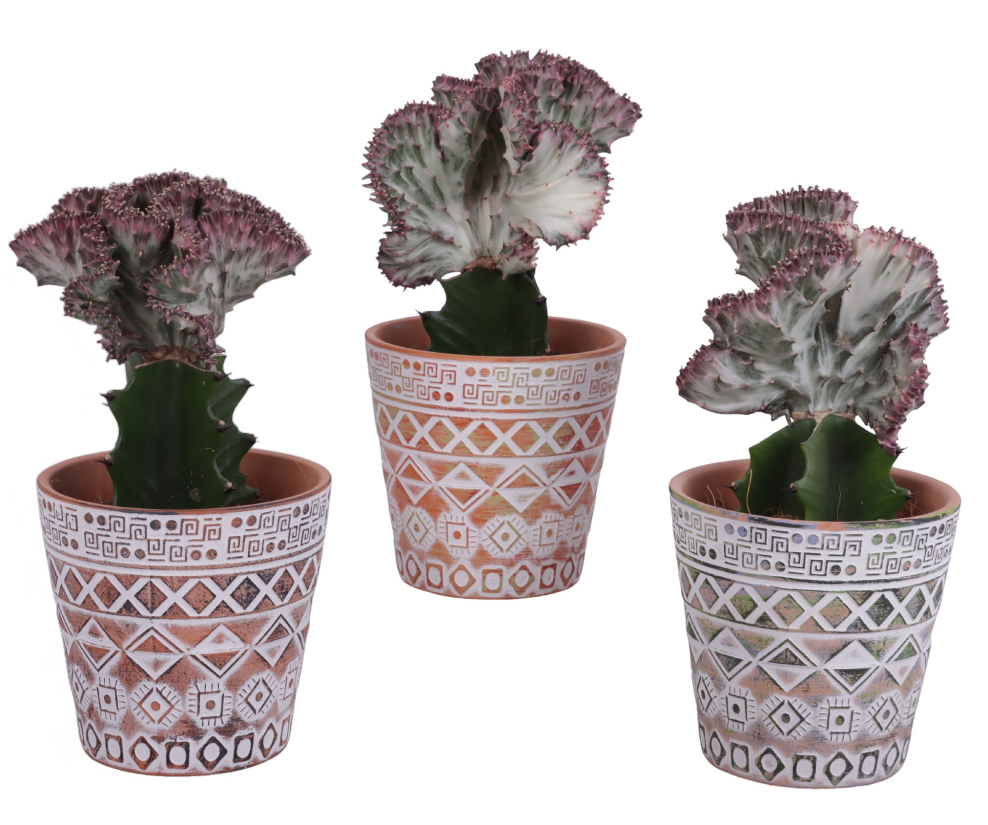 Euphorbia Lactea Ø12cm in Ø14cm Ceramic Pot Maya, D 14