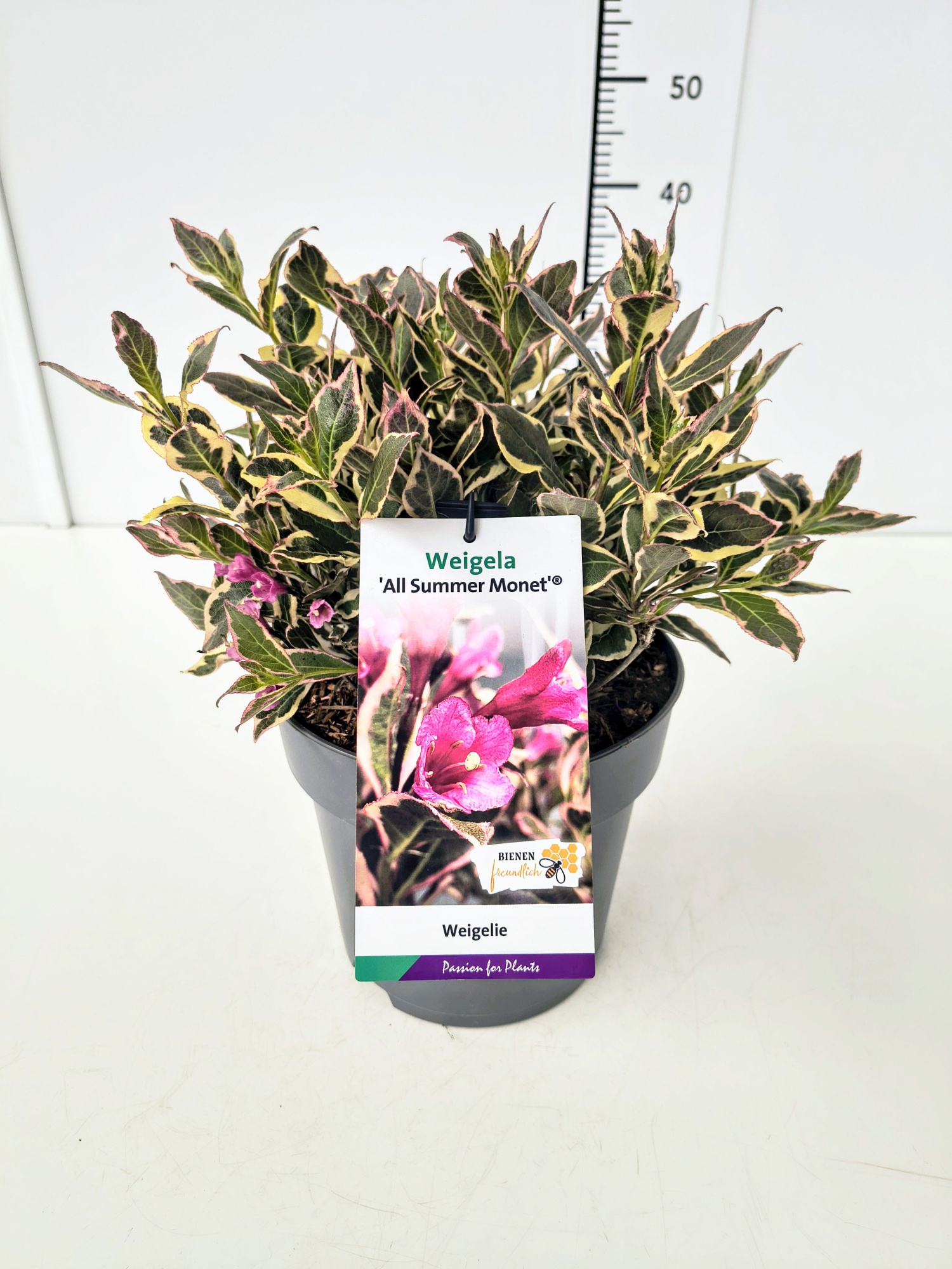Weigela 'All Summer Monet' 30-40C5, D 23 cm