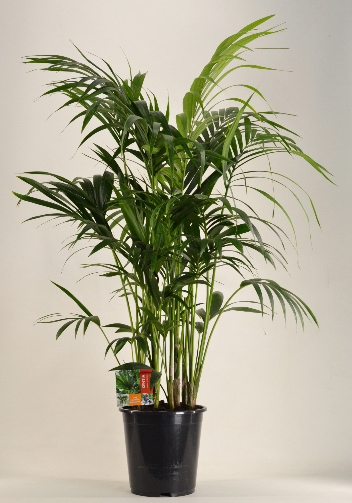 KENTIA - P27 H130 - 12PP (Howea forsteriana), D 27