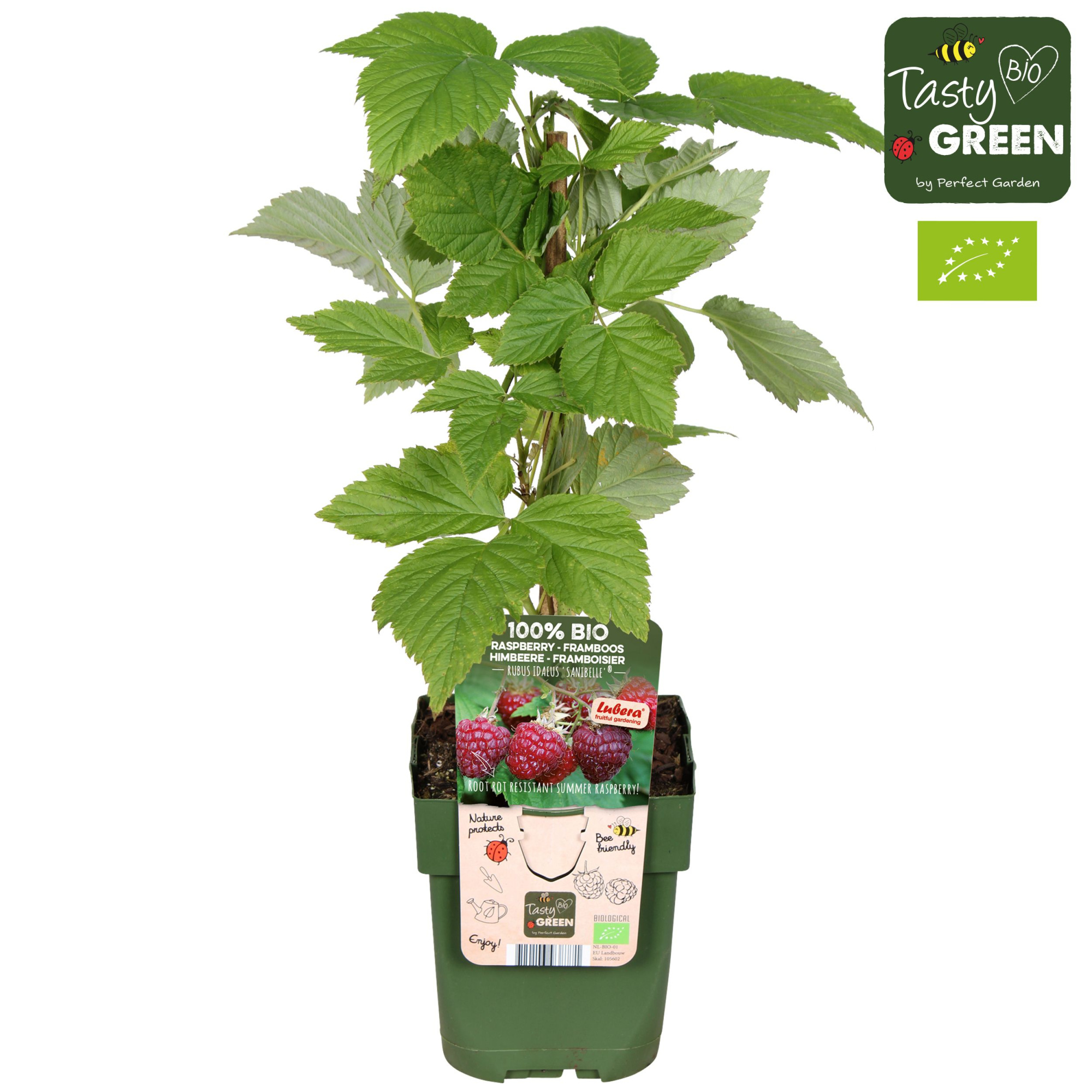 Rubus idaeus 'Sanibelle'® Bio P13, D 13 cm