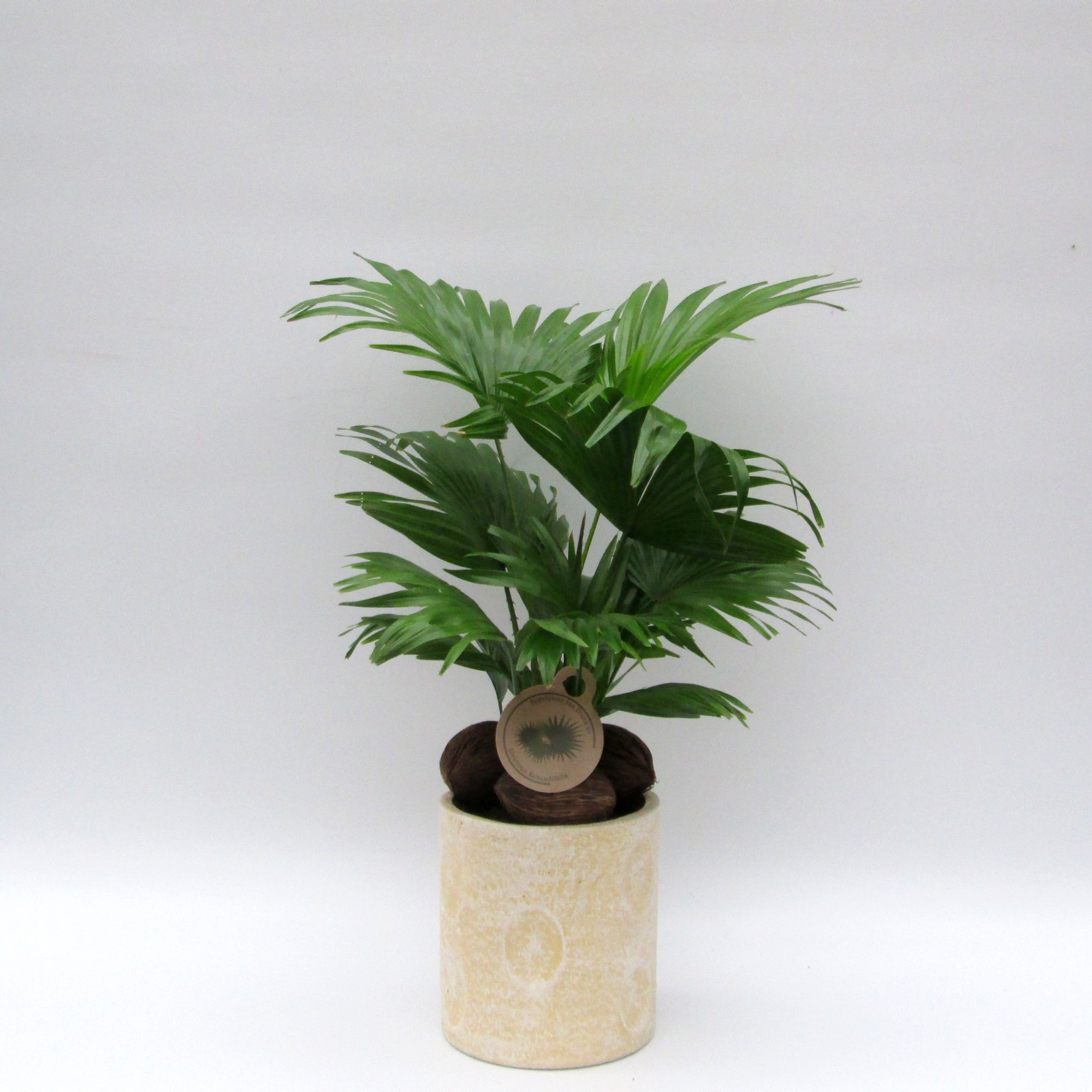 Livistona in dot pot, D 22 cm