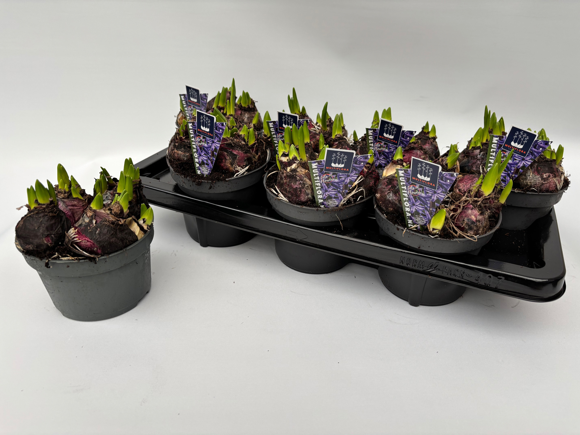 14 cm BLAUW Hyacint Multiflora, D 14