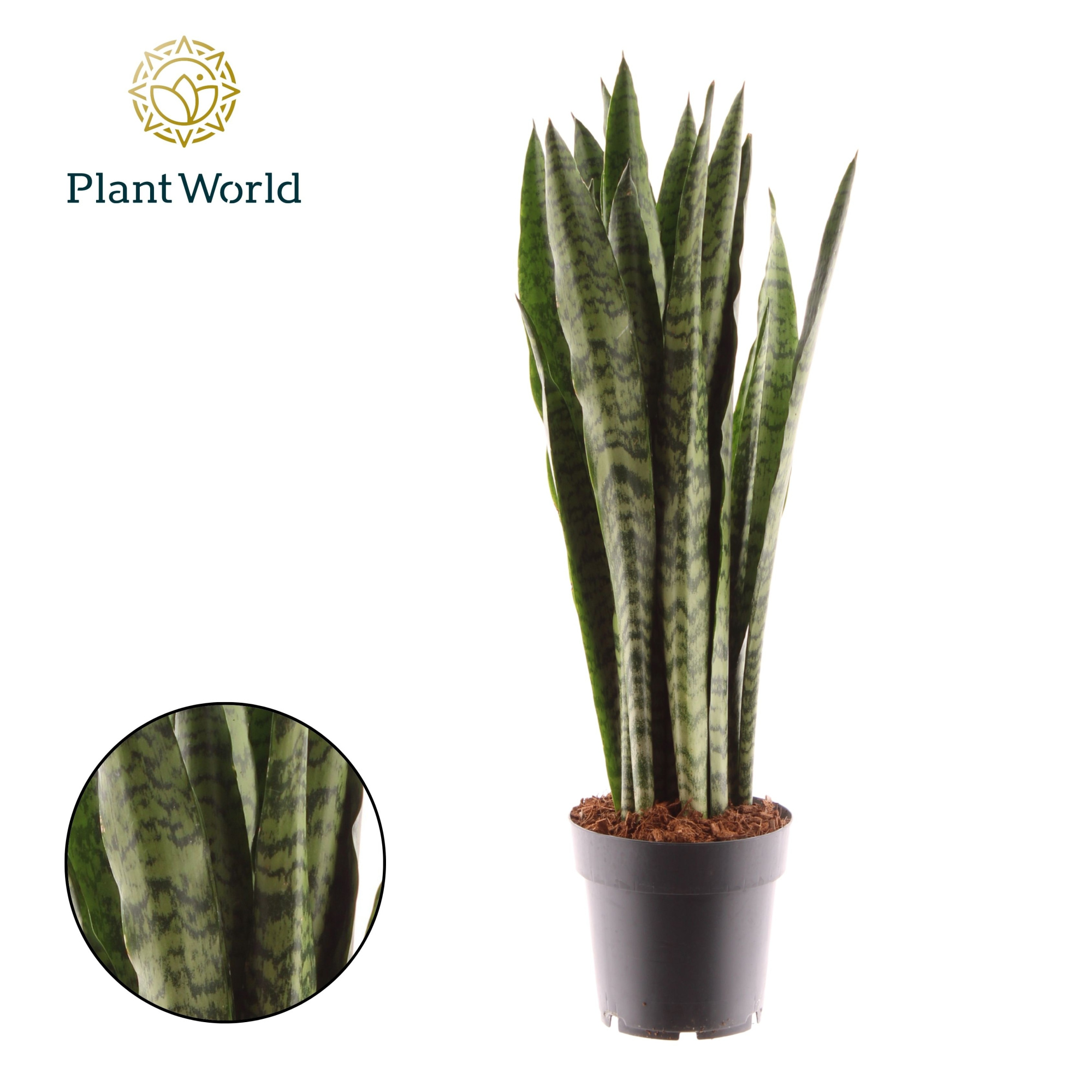 Sansevieria Zeylanica, D 14 cm