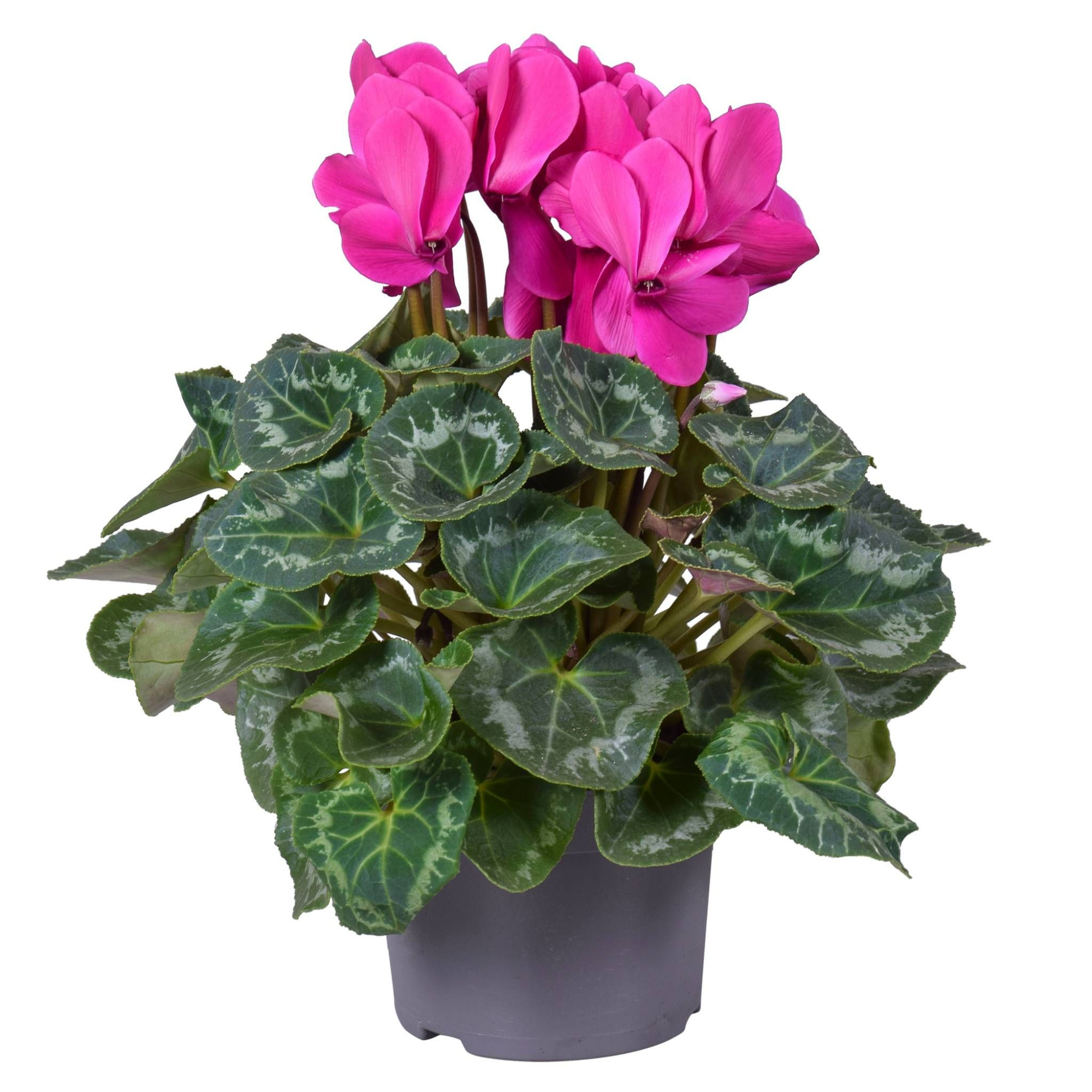 Cyclaam grootbl Paars, D 13