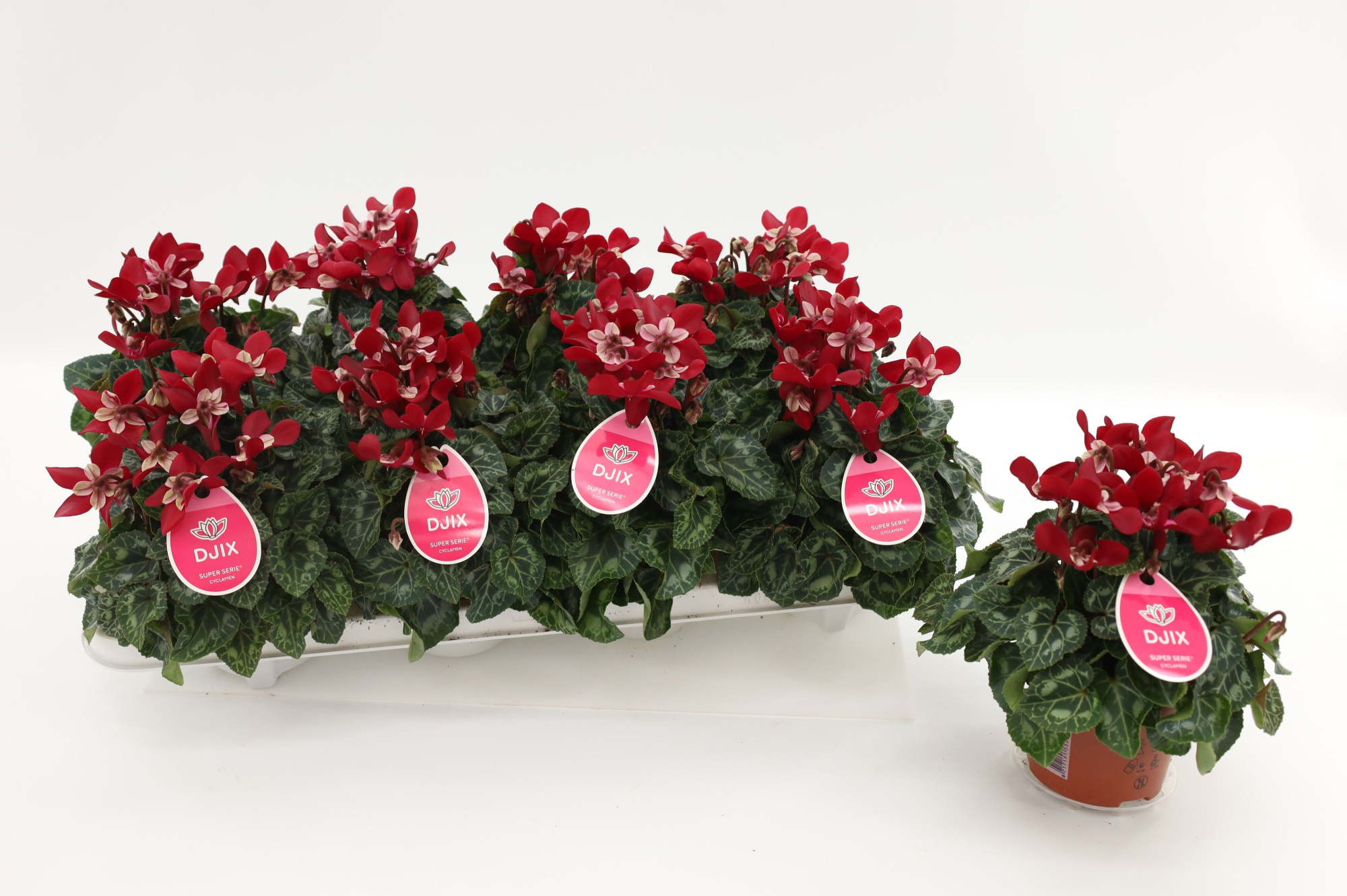 Cyclaam Djix Dark Red, D 10,5 cm