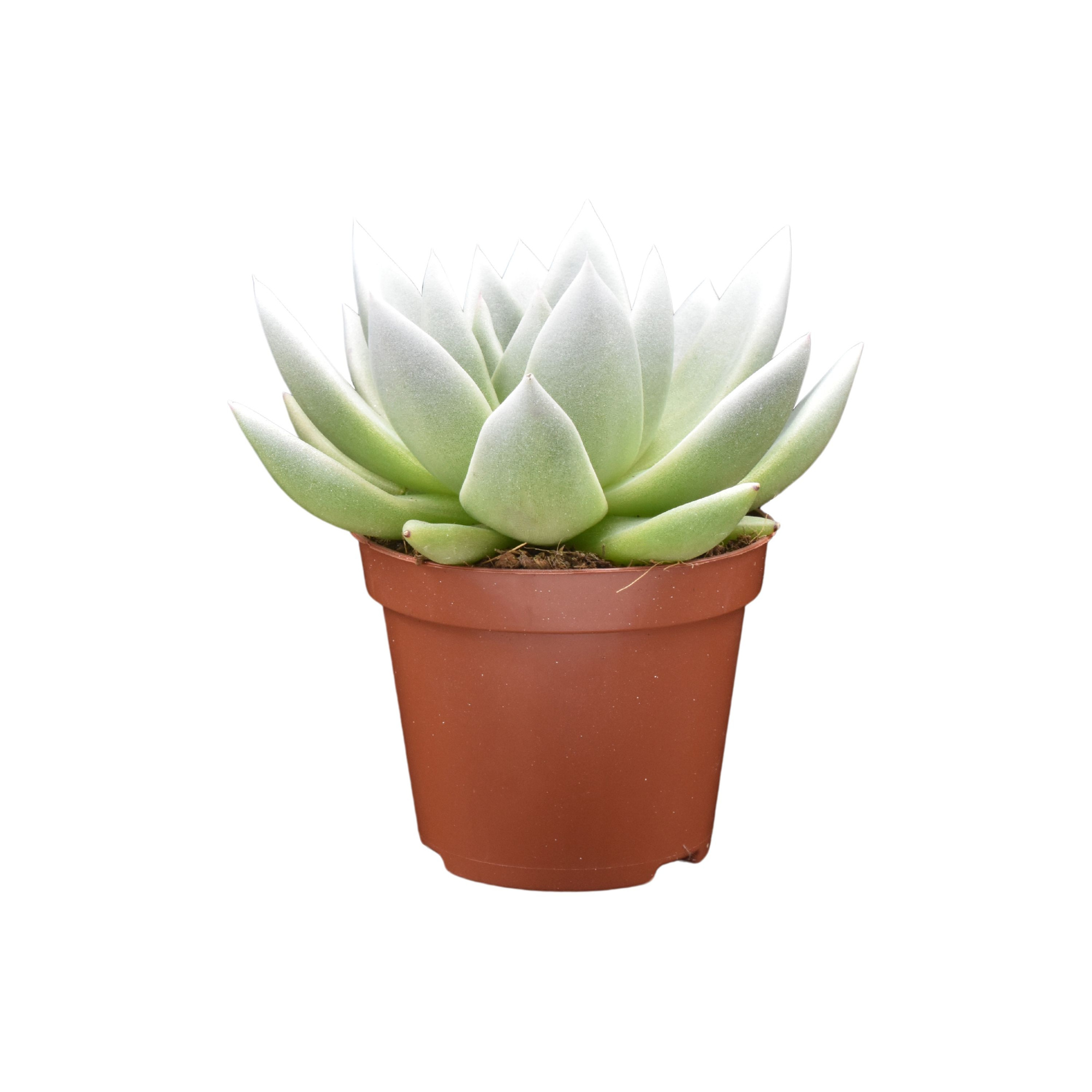 Echeveria coloured white festival, D 12 cm