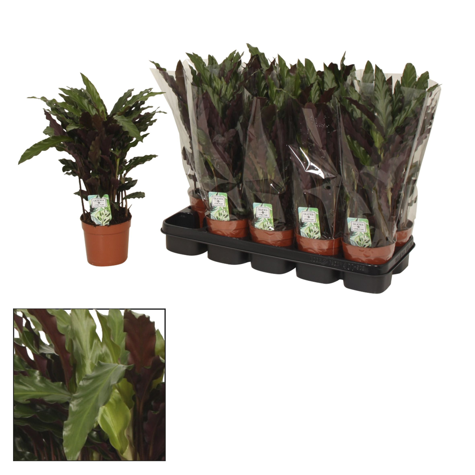 Calathea 12cm Elgergrass, D 12 cm