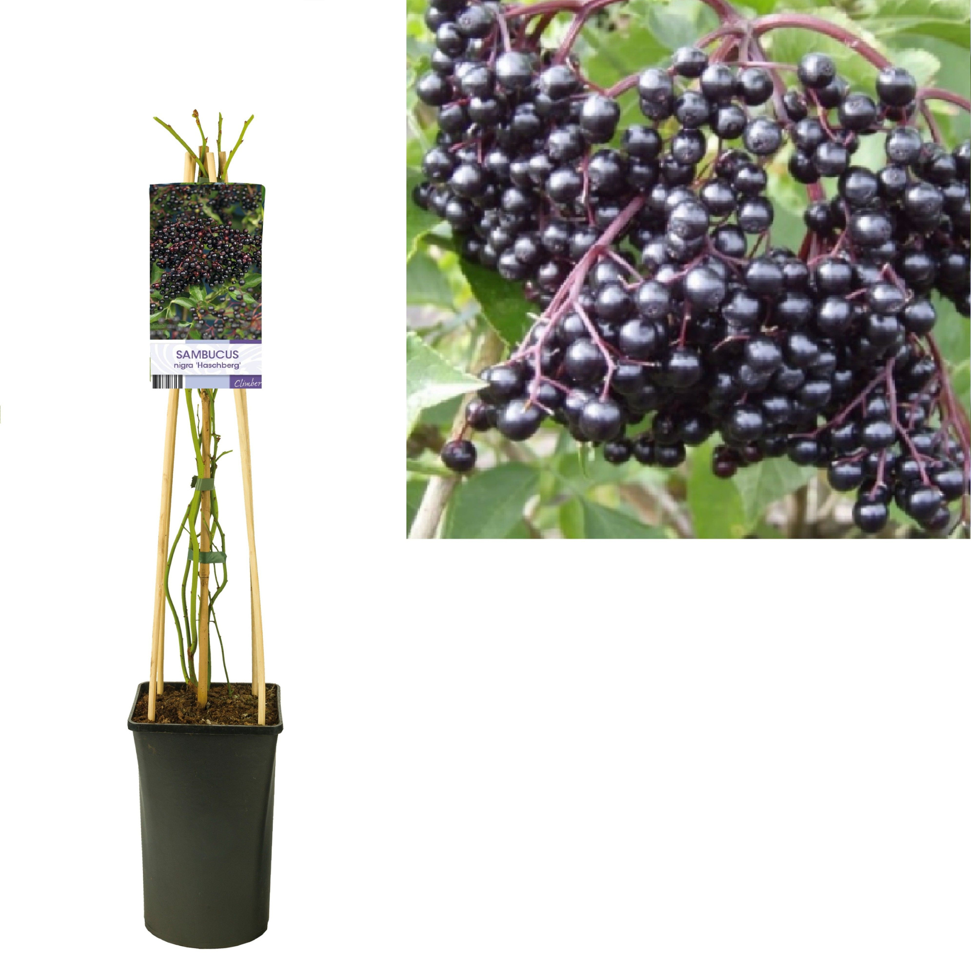 Sambucus nigra 'Haschberg' +light label, D 17 cm