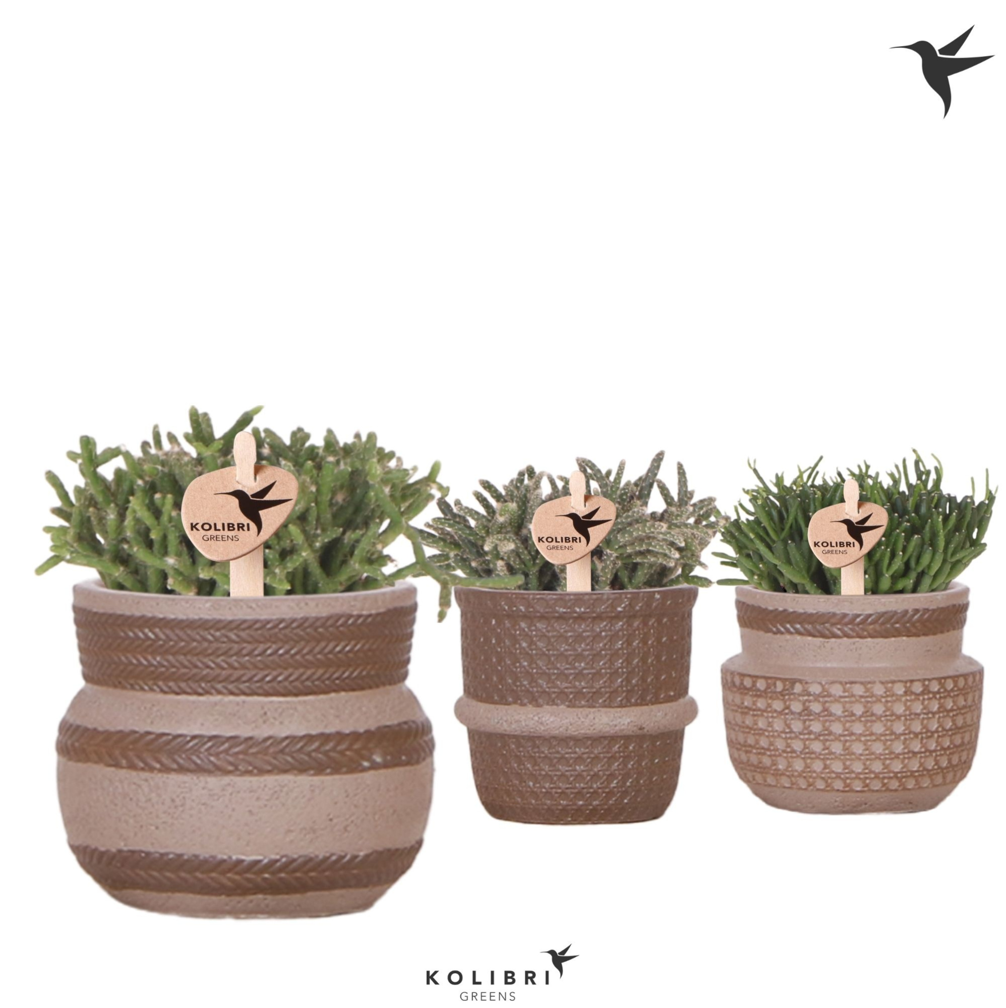 Kolibri Greens Rhipsalis mix in Ethnic pot sand mix, D 6 cm
