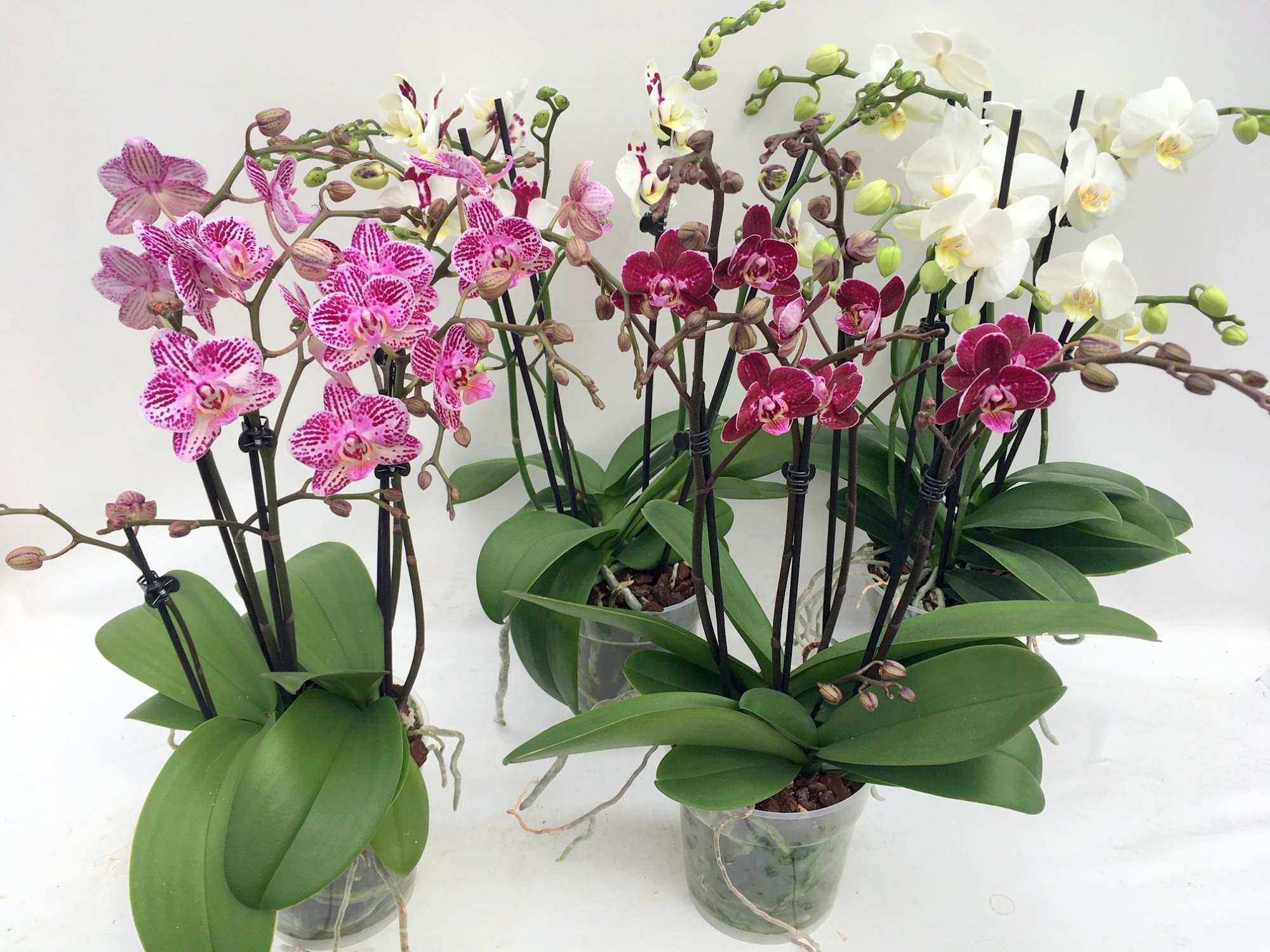 Phal. 3-4 tak multiflora 12 cm Topf 'Two of Us', D 12