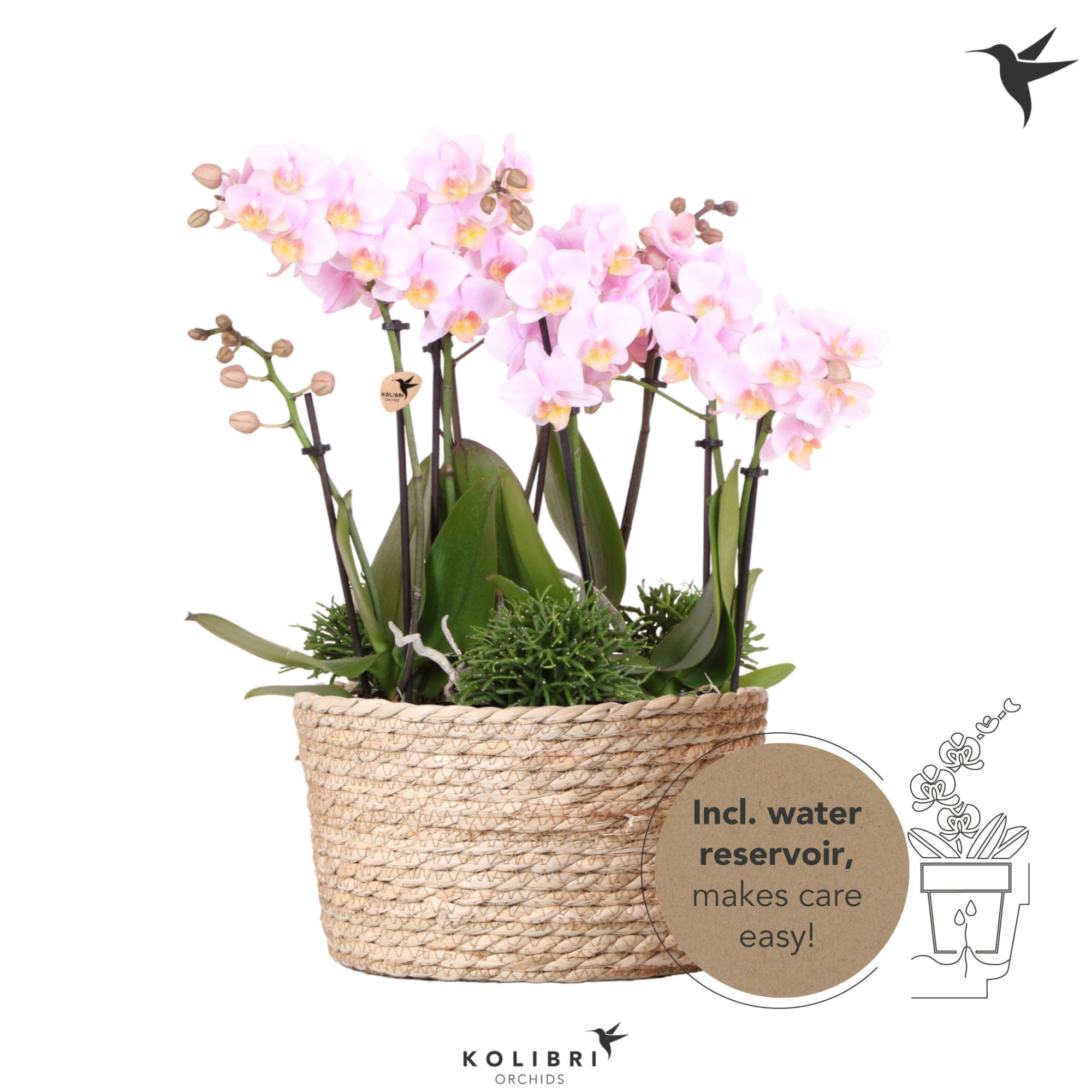 Kolibri Orchids Phalaenopsis Jungle Bouquet pink 6 spike in Reed Basket with watering system, D 28 cm