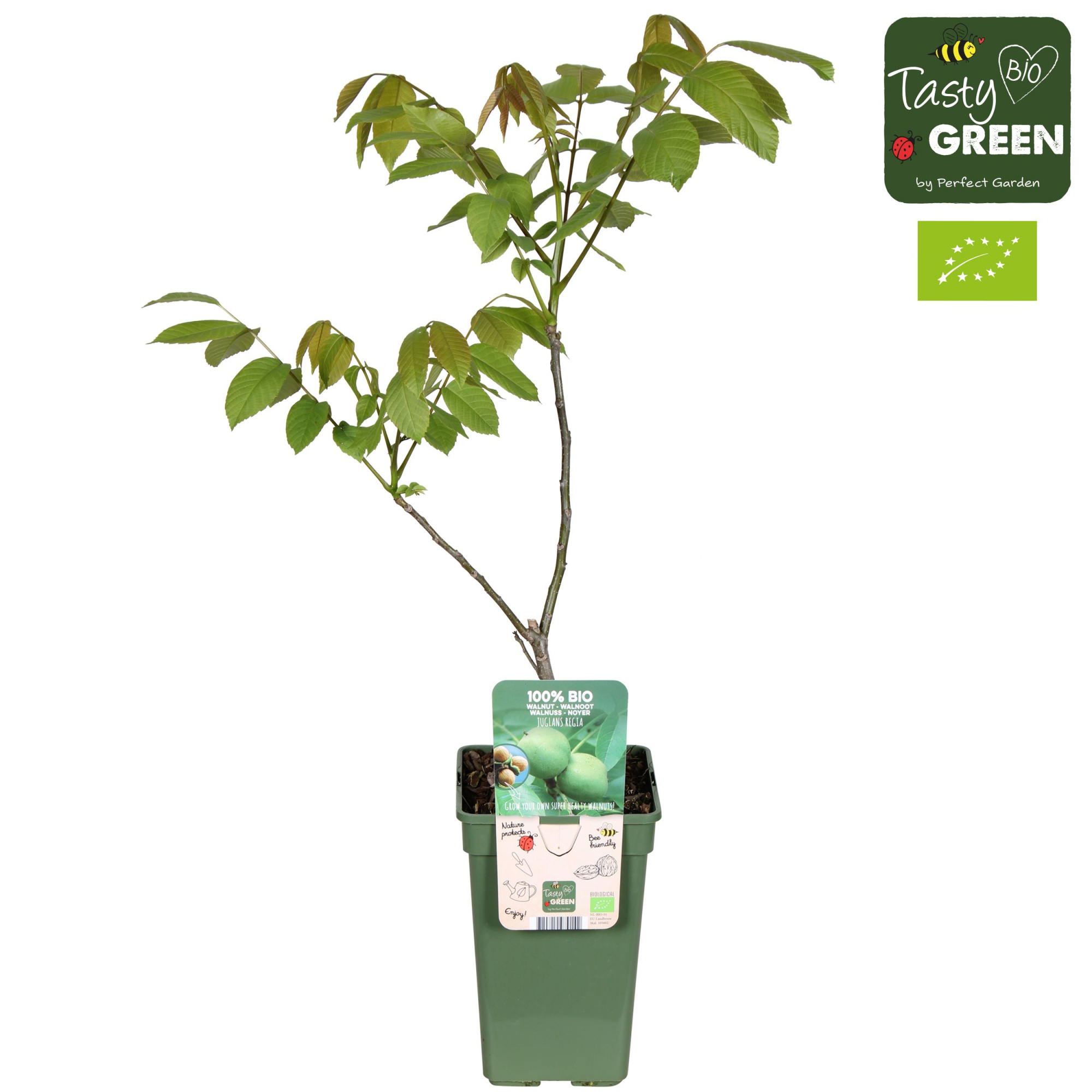 Juglans Regia Bio P19, D 19 cm