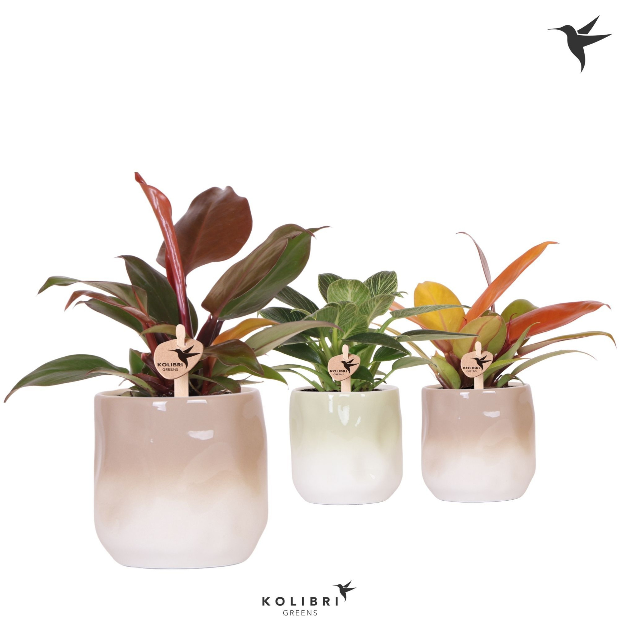 Kolibri Greens Philodendron mix in Gradience pot sand mix, D 9 cm