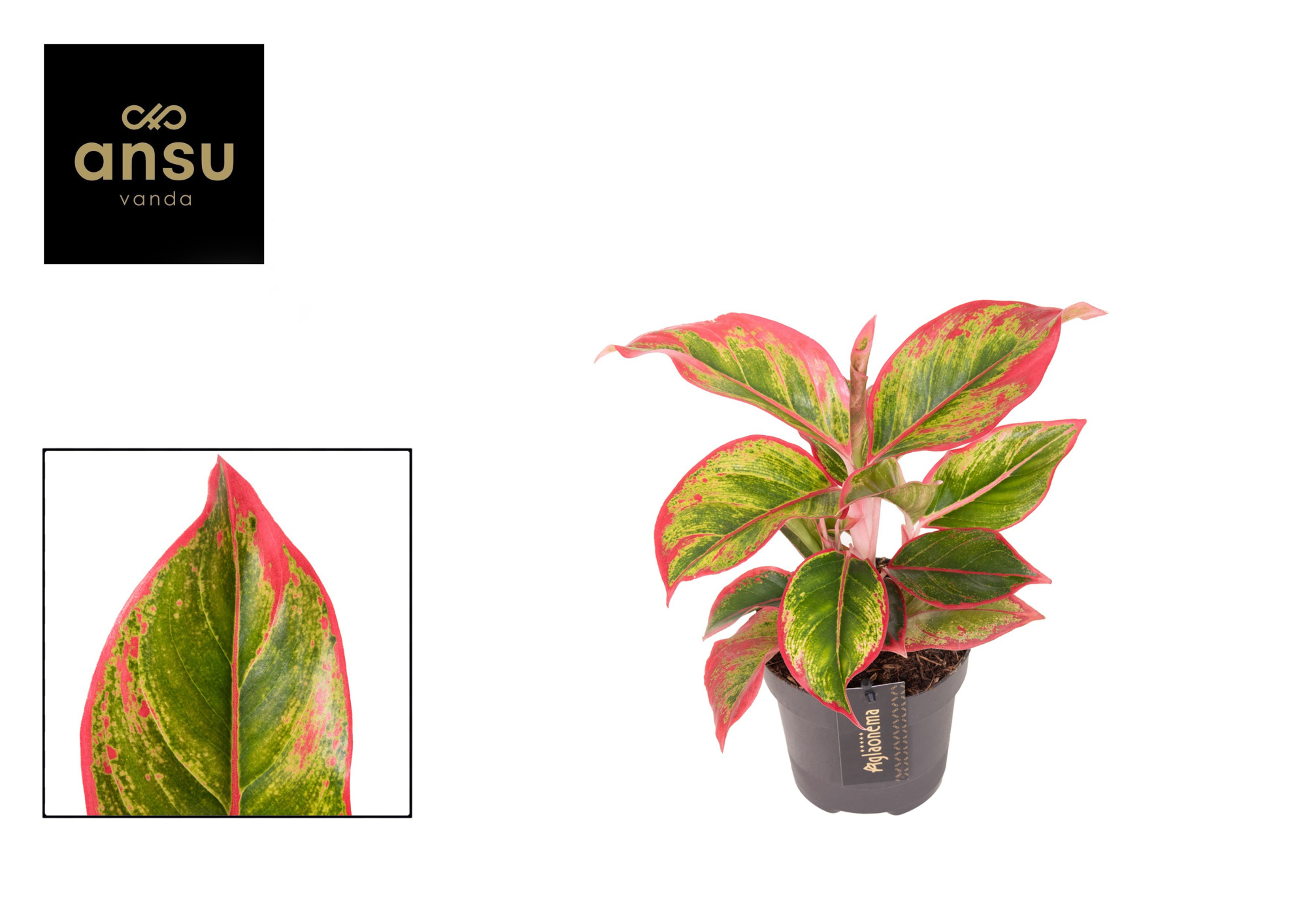 Aglaonema Cadmium Red, D 12