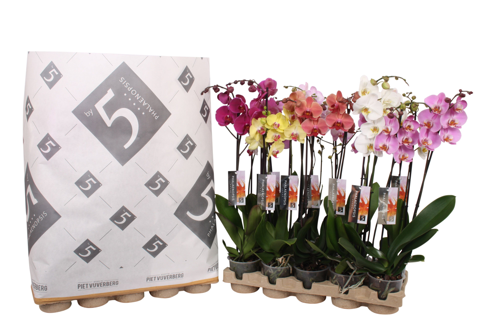 Phalaenopsis 2-spike 14+ mix in pulp tray, D 12 cm