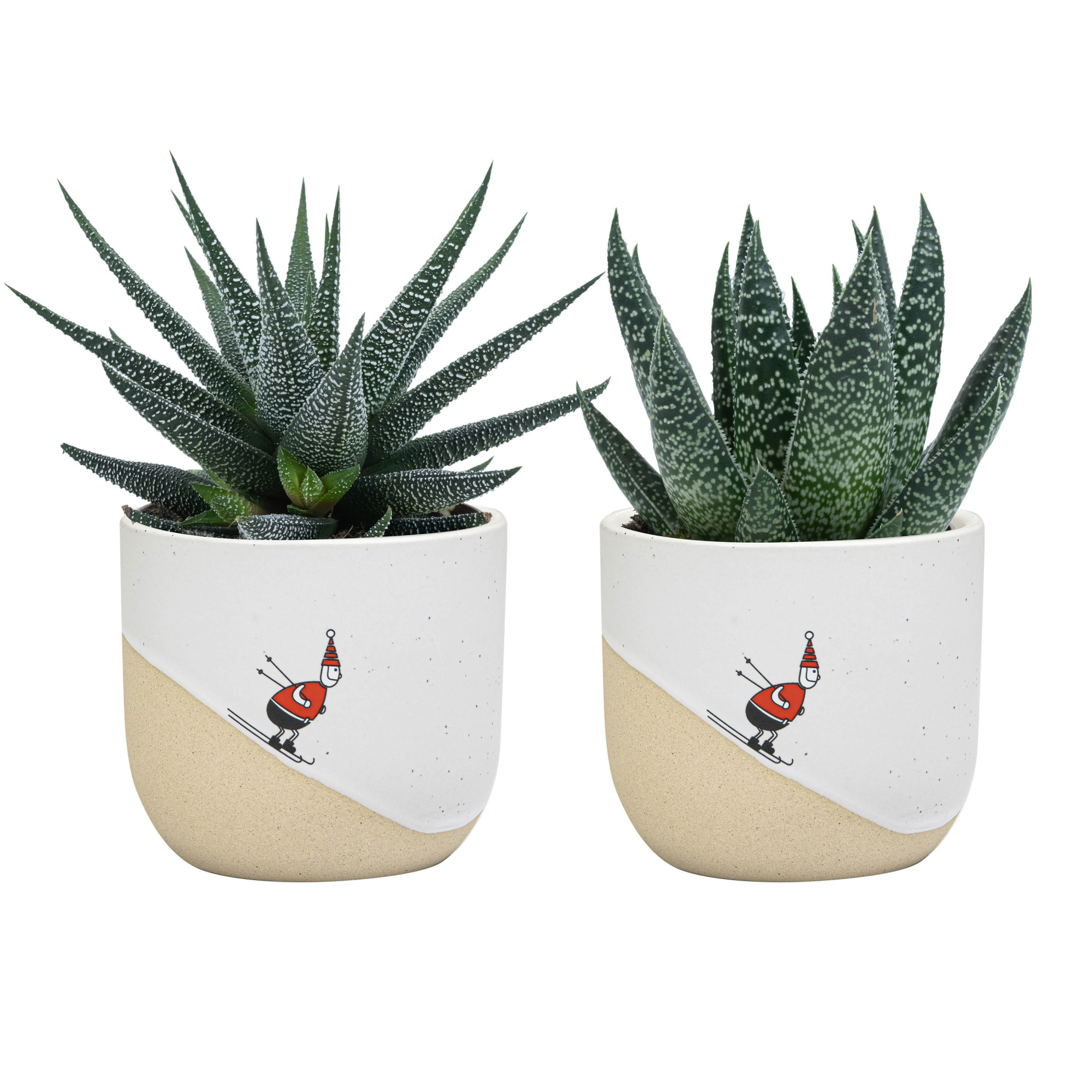 Winter Break with Succulent mix, D 6