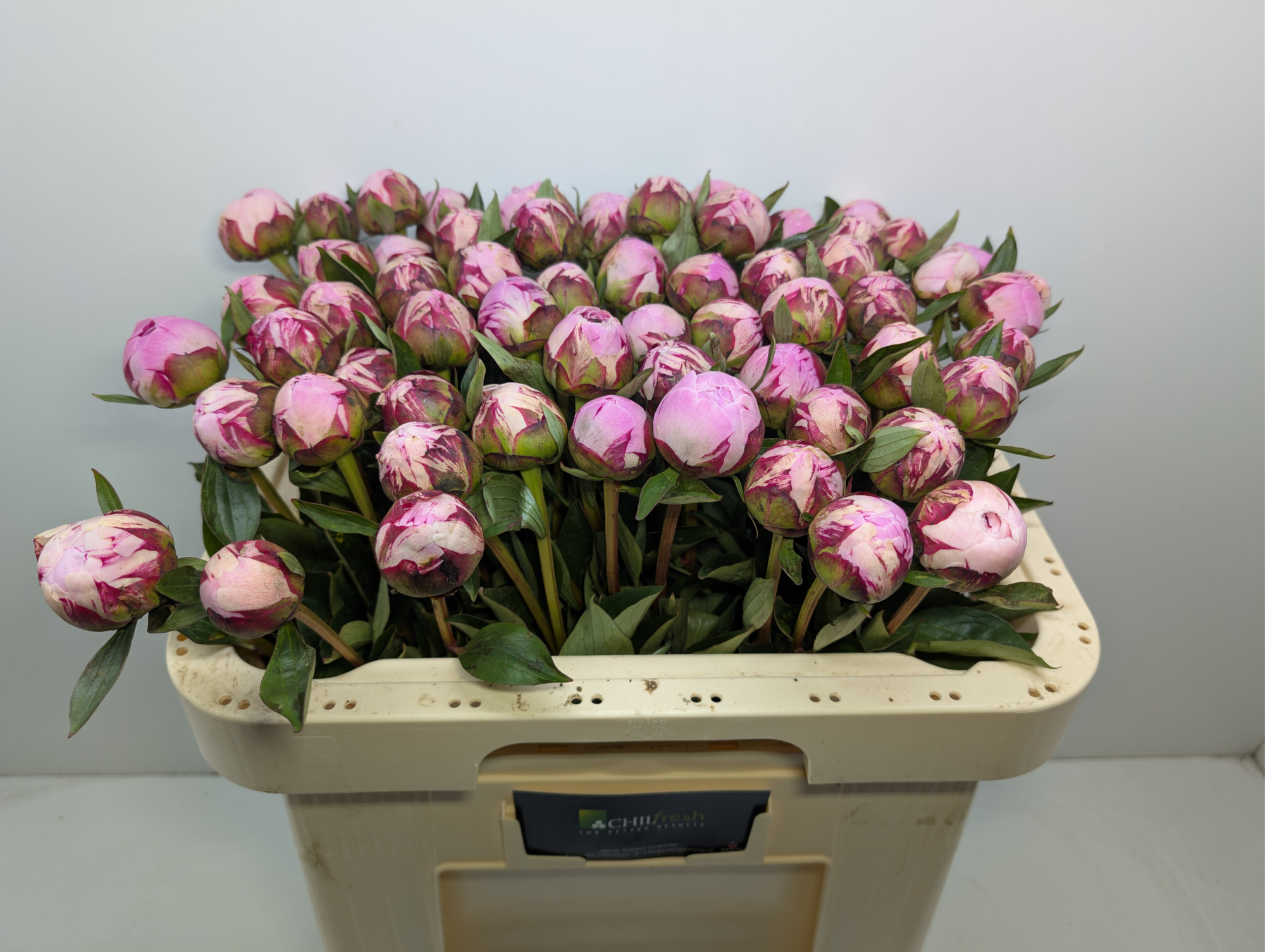 Пион Сара Бернар 55 (роз.), шт.